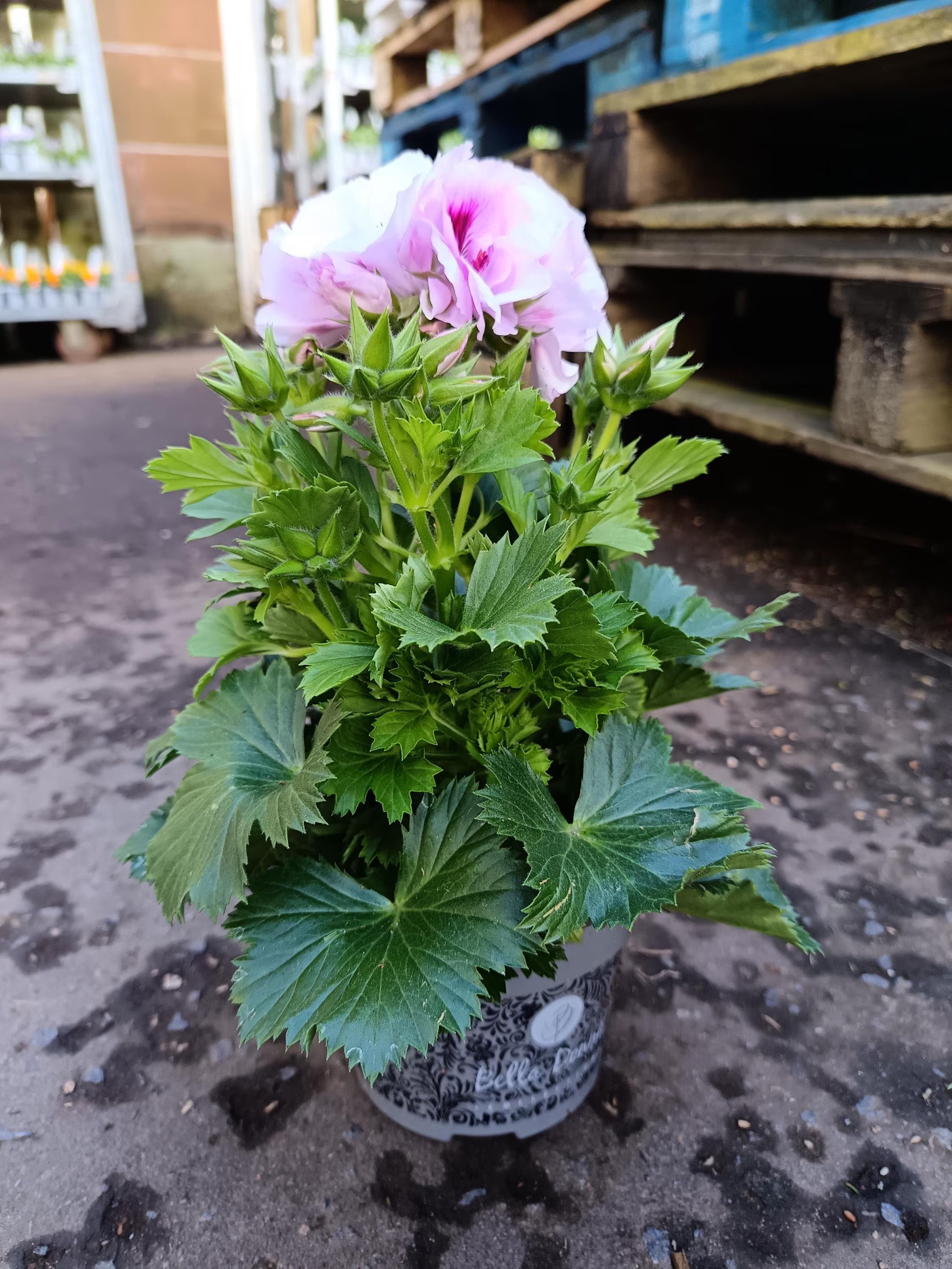 Pelargonium_Plant.jpg