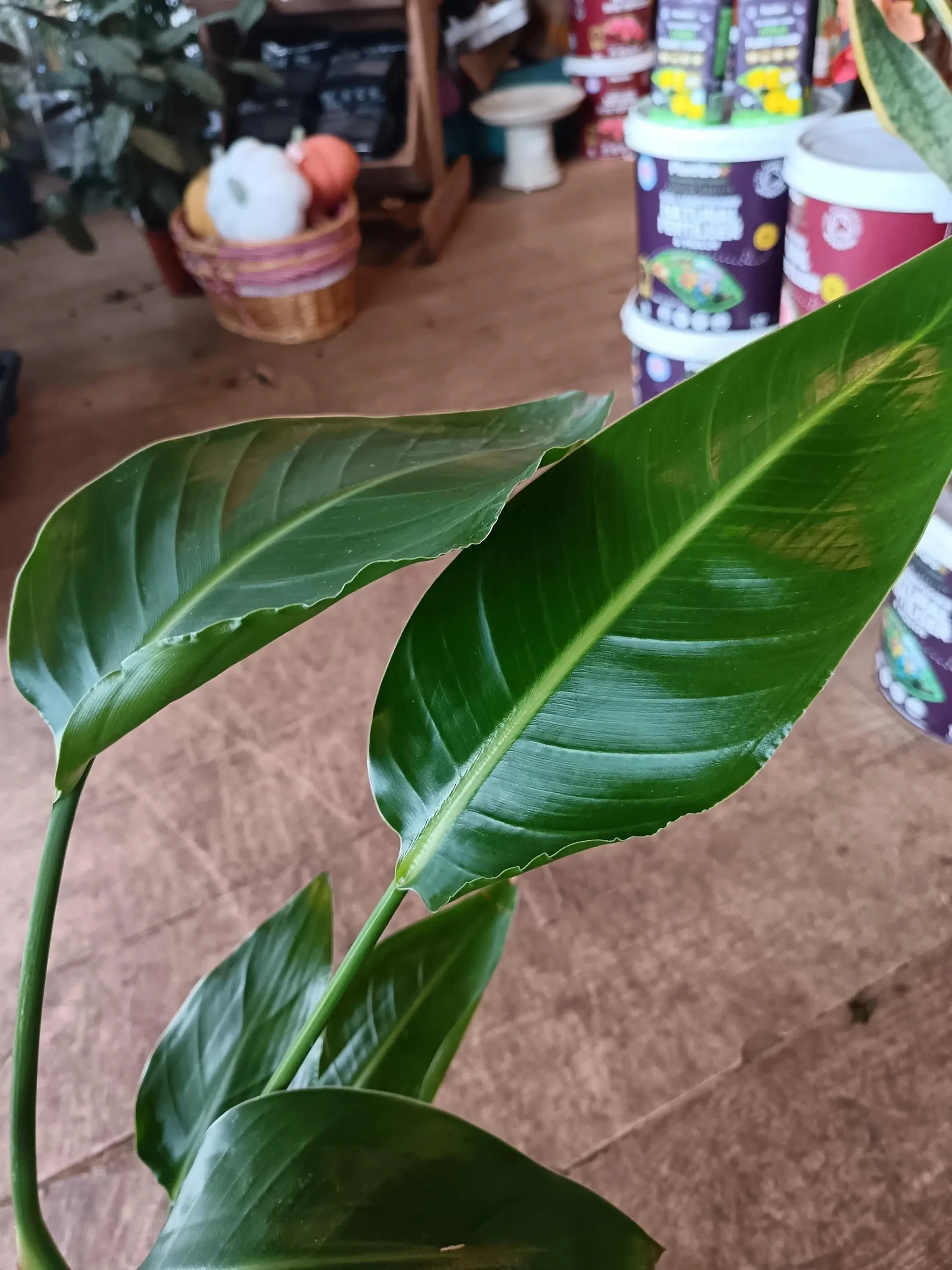 Strelitzia_Nicolai_Plant.jpg