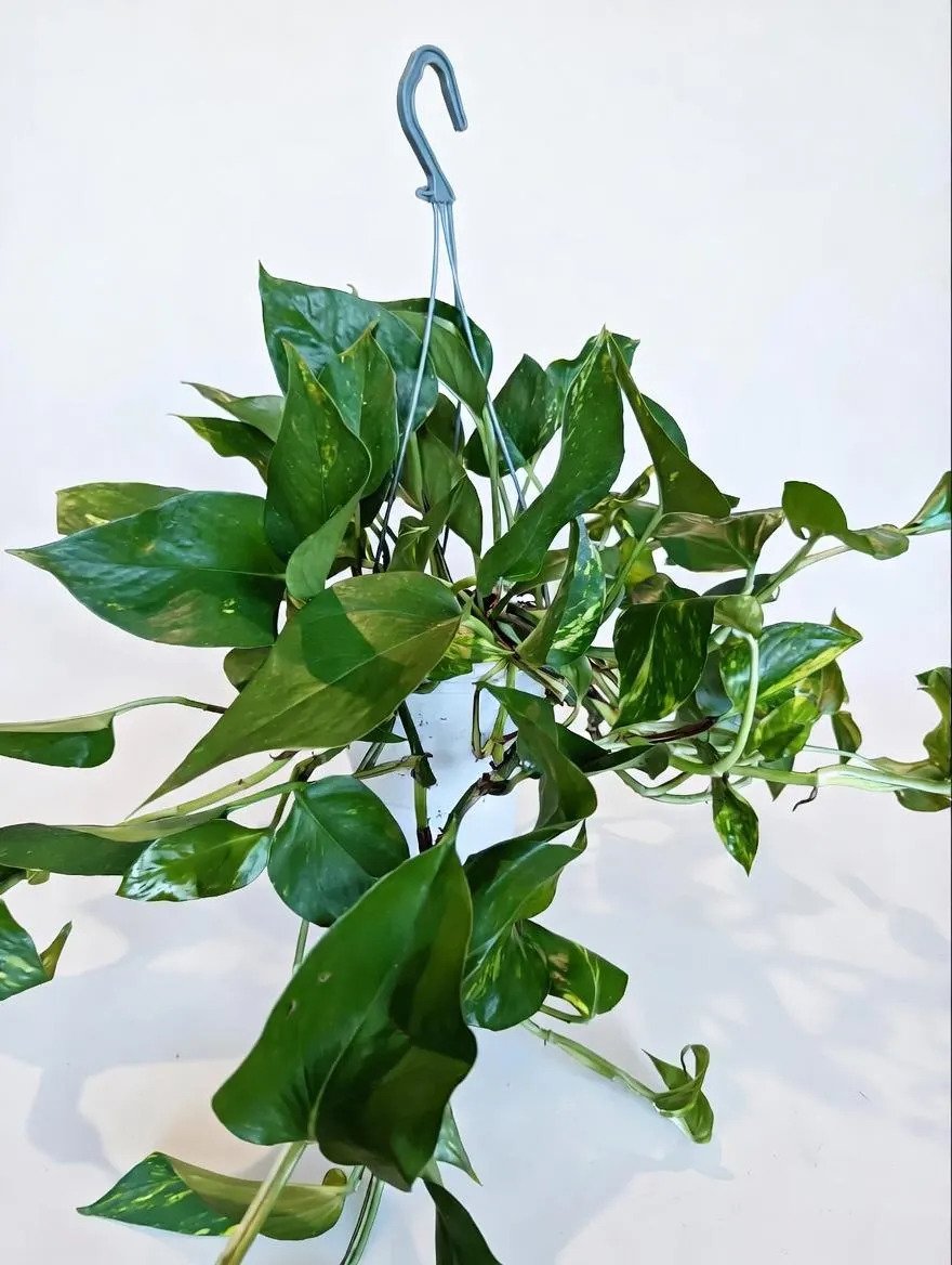 Devil’s_Ivy-1.jpg