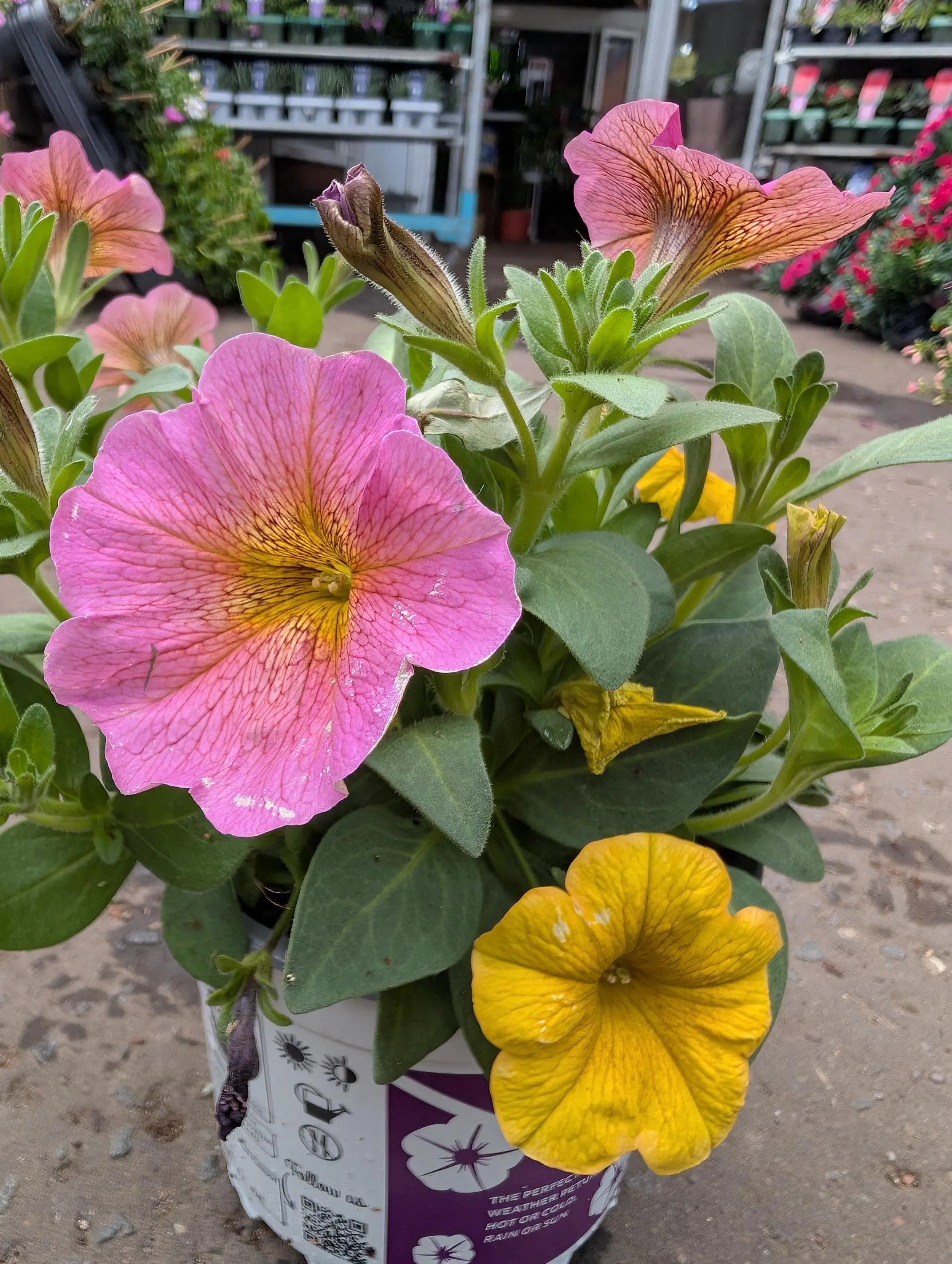 Petchoa_Plants-1.jpg