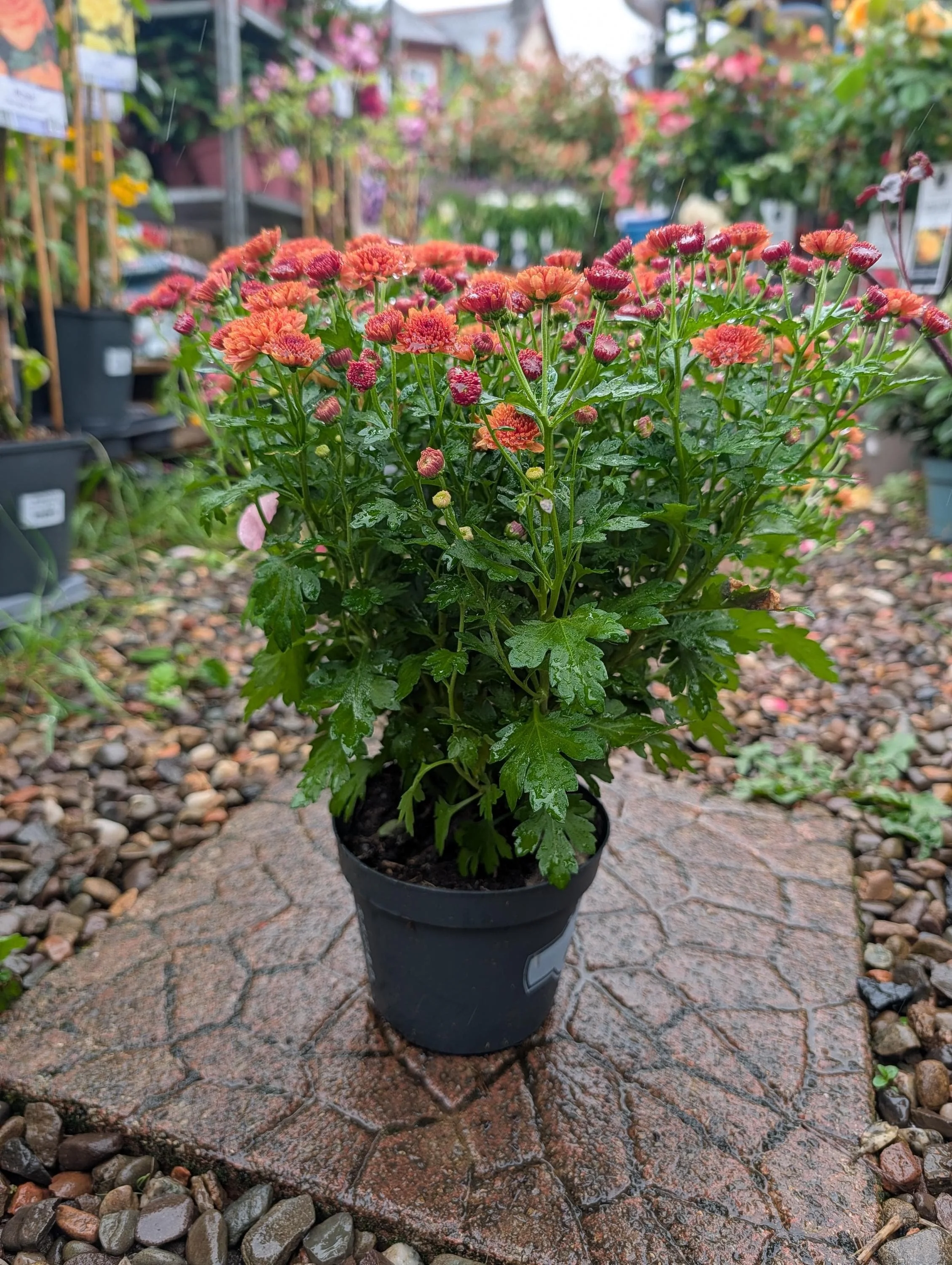 Chrysanthemum_Plant_1.5L_Pot-8.jpg