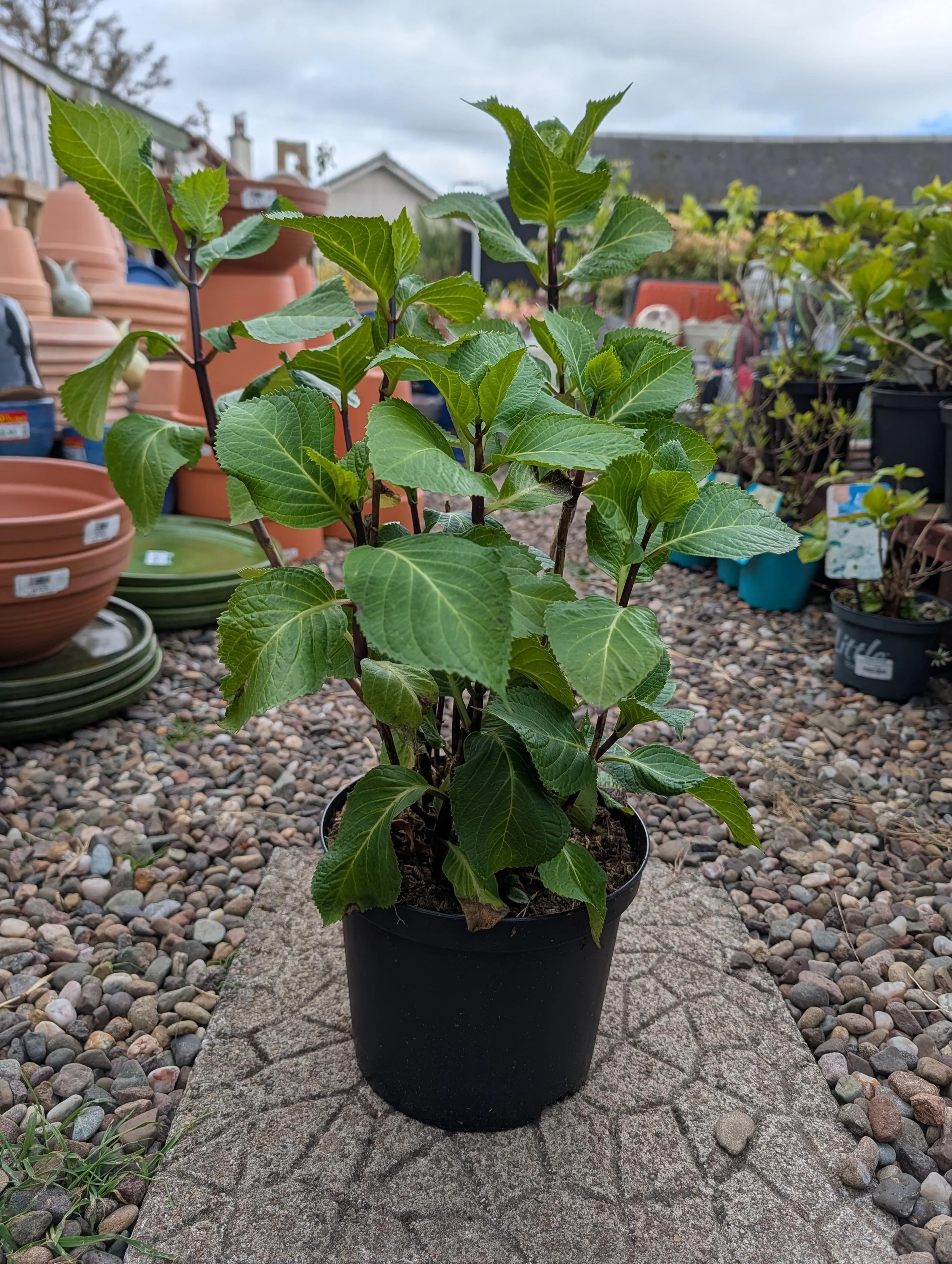 Hydrangea_Shrub-4.jpg