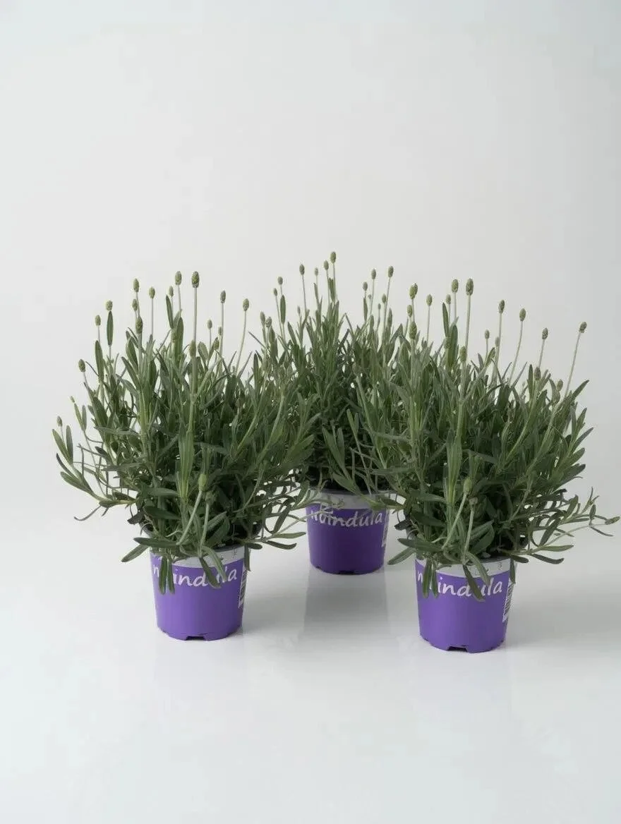 English_Lavender_12cm-10.jpg
