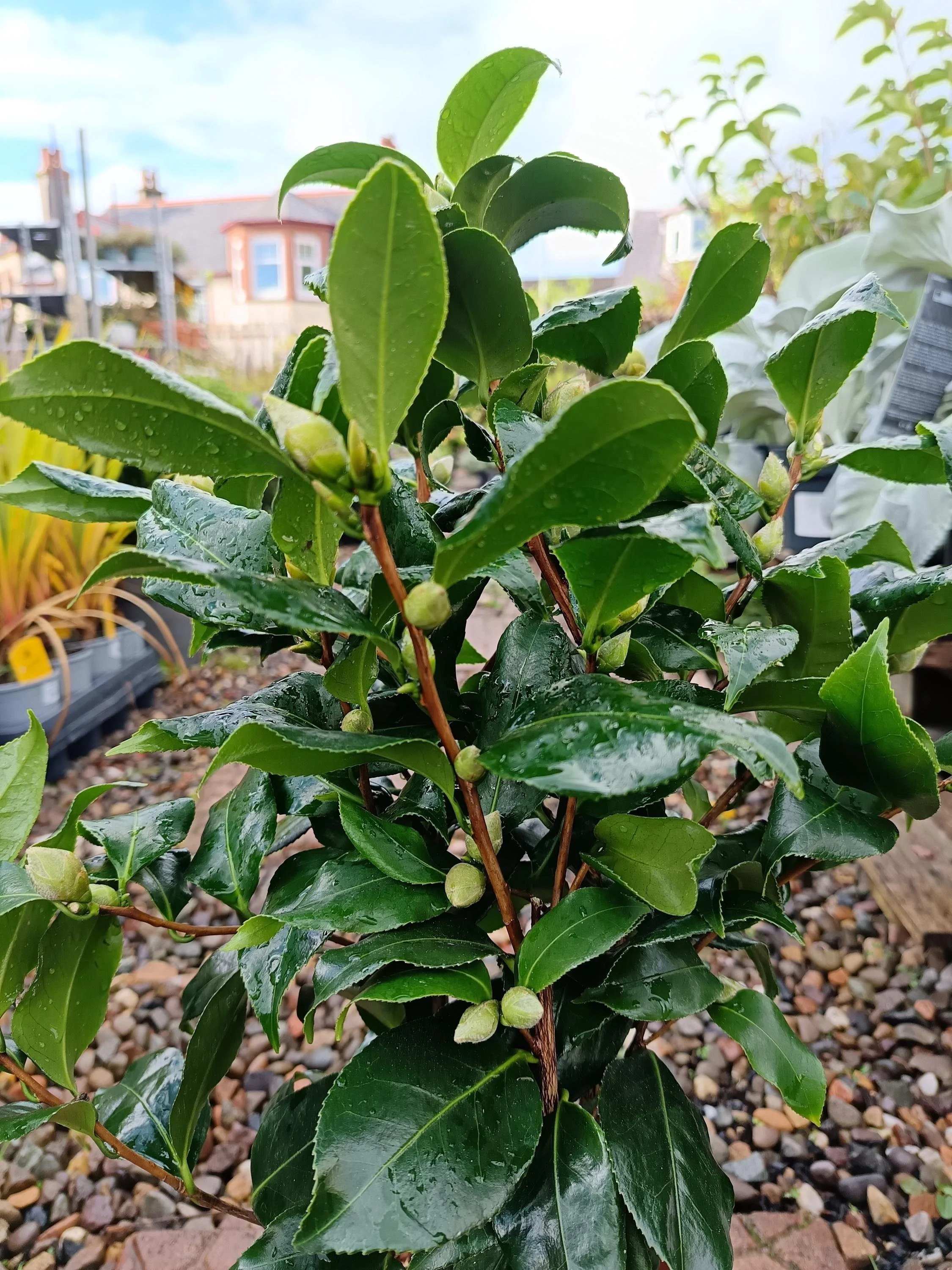 Camellia_Evergreen_Shrub_2-2.jpg