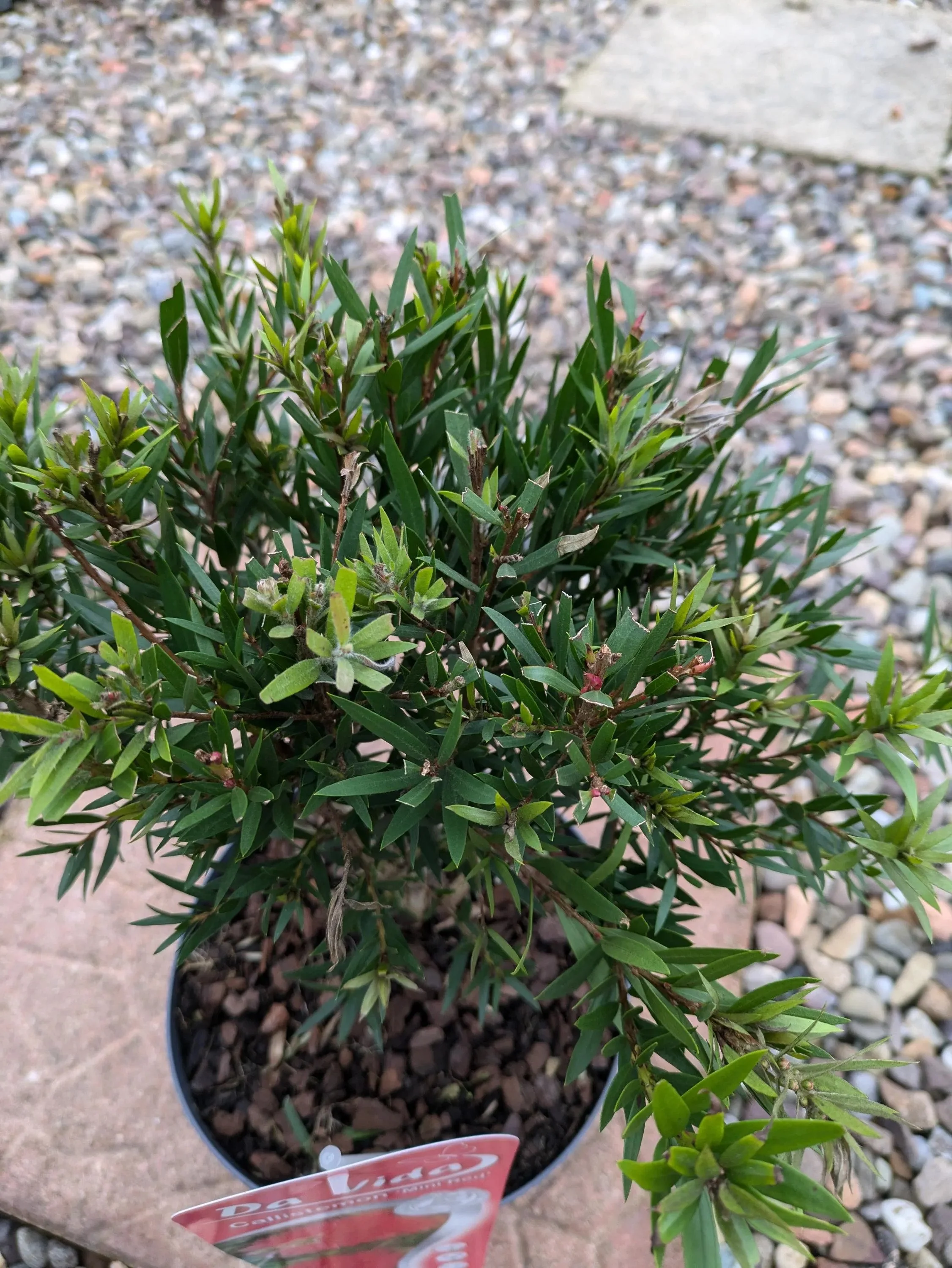 Callistemon_Splendens-2.jpg