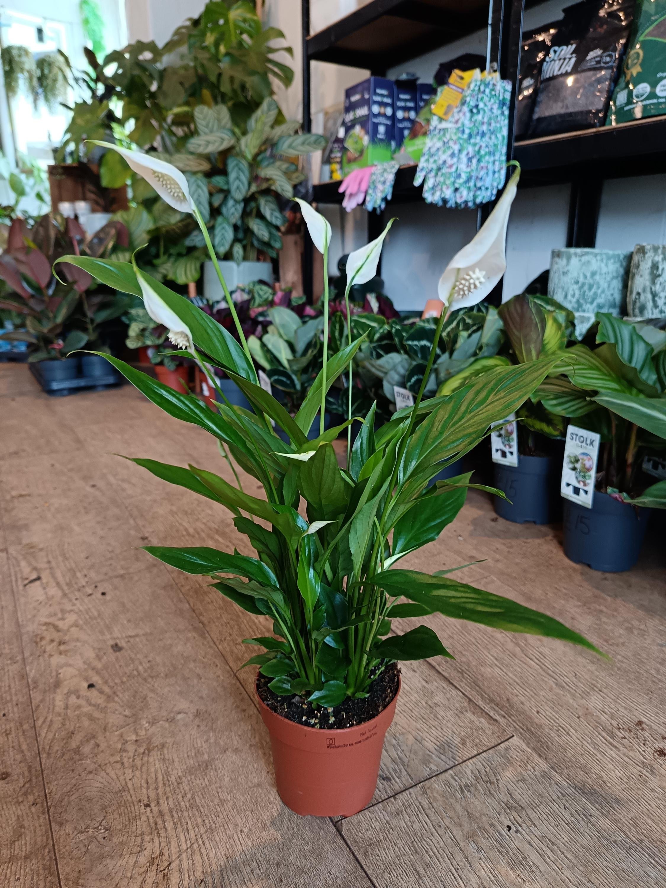 Peace_Lily-3.jpg
