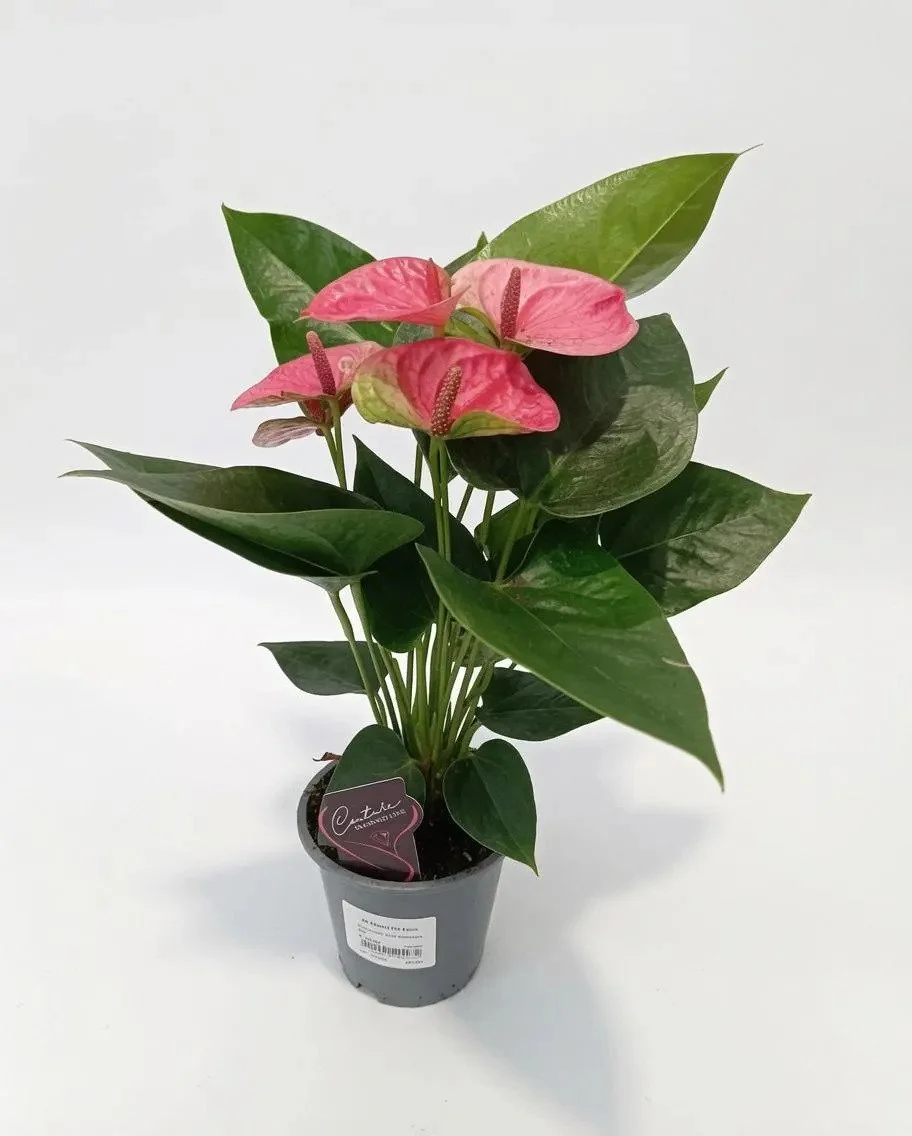 Anthurium_Houseplant-Pink-1.jpg