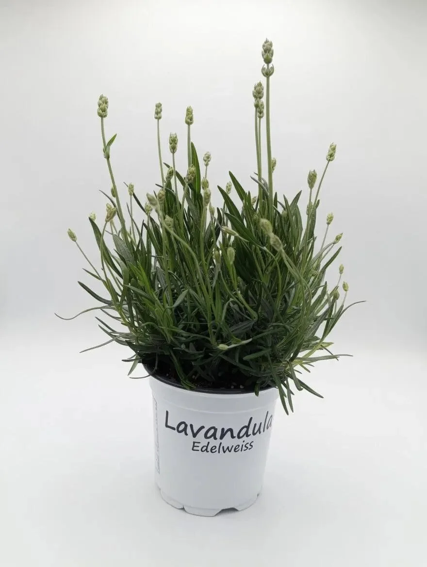 English_Lavender_12cm-1.jpg