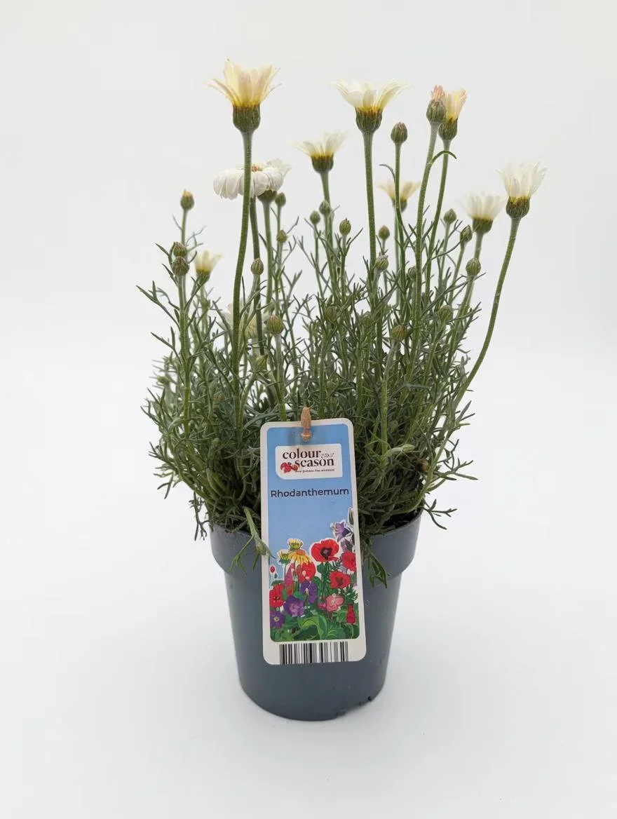 Rhodanthemum_Plant-White-1.jpg