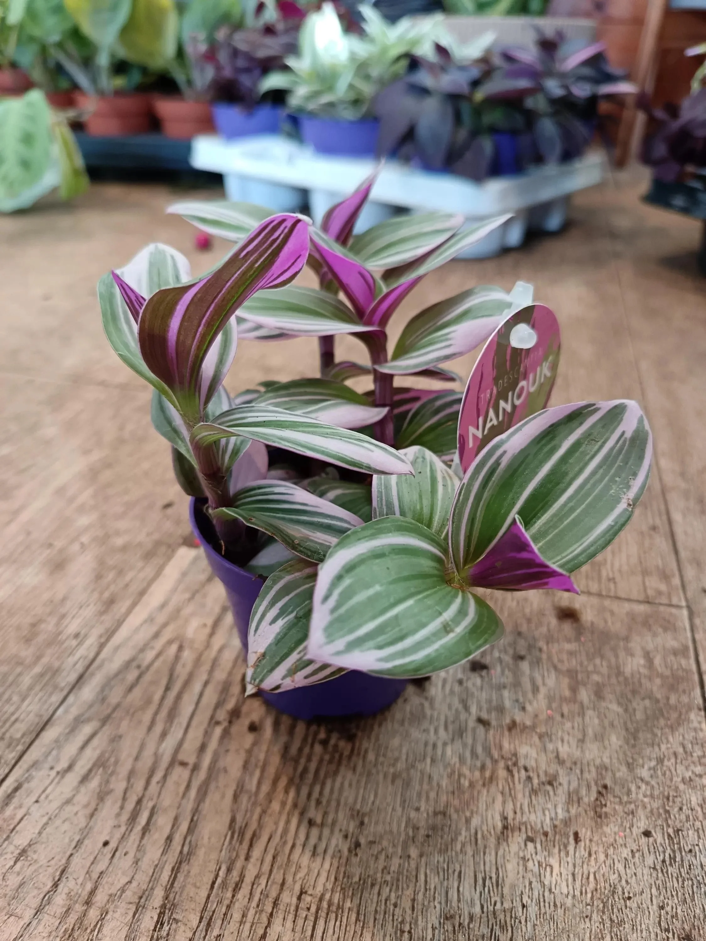 Tradescantia Nanouk Plant in 8cm Pot | White or Pink Variegated Houseplant