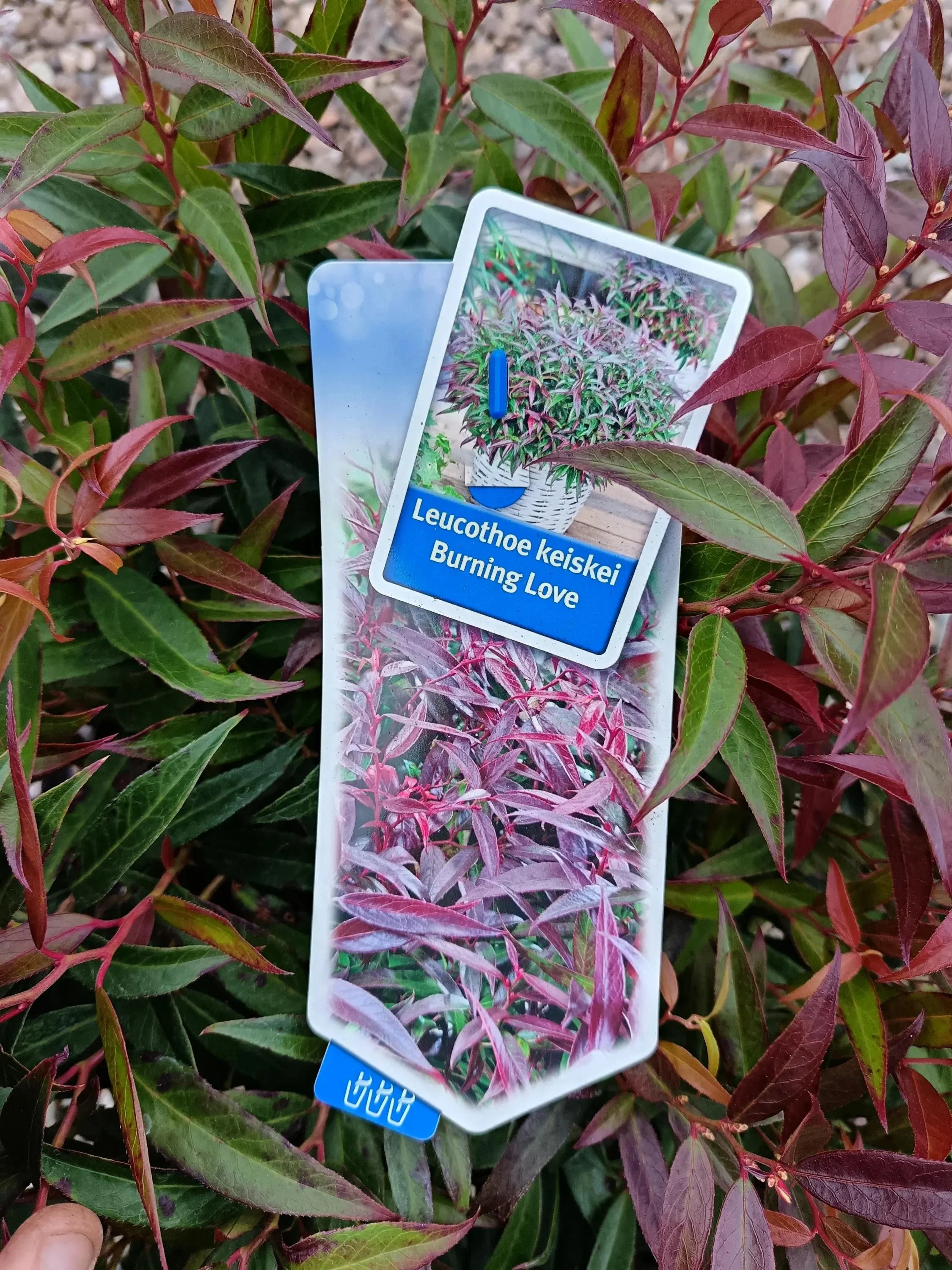 Leucothoe_Shrubs-1.jpg