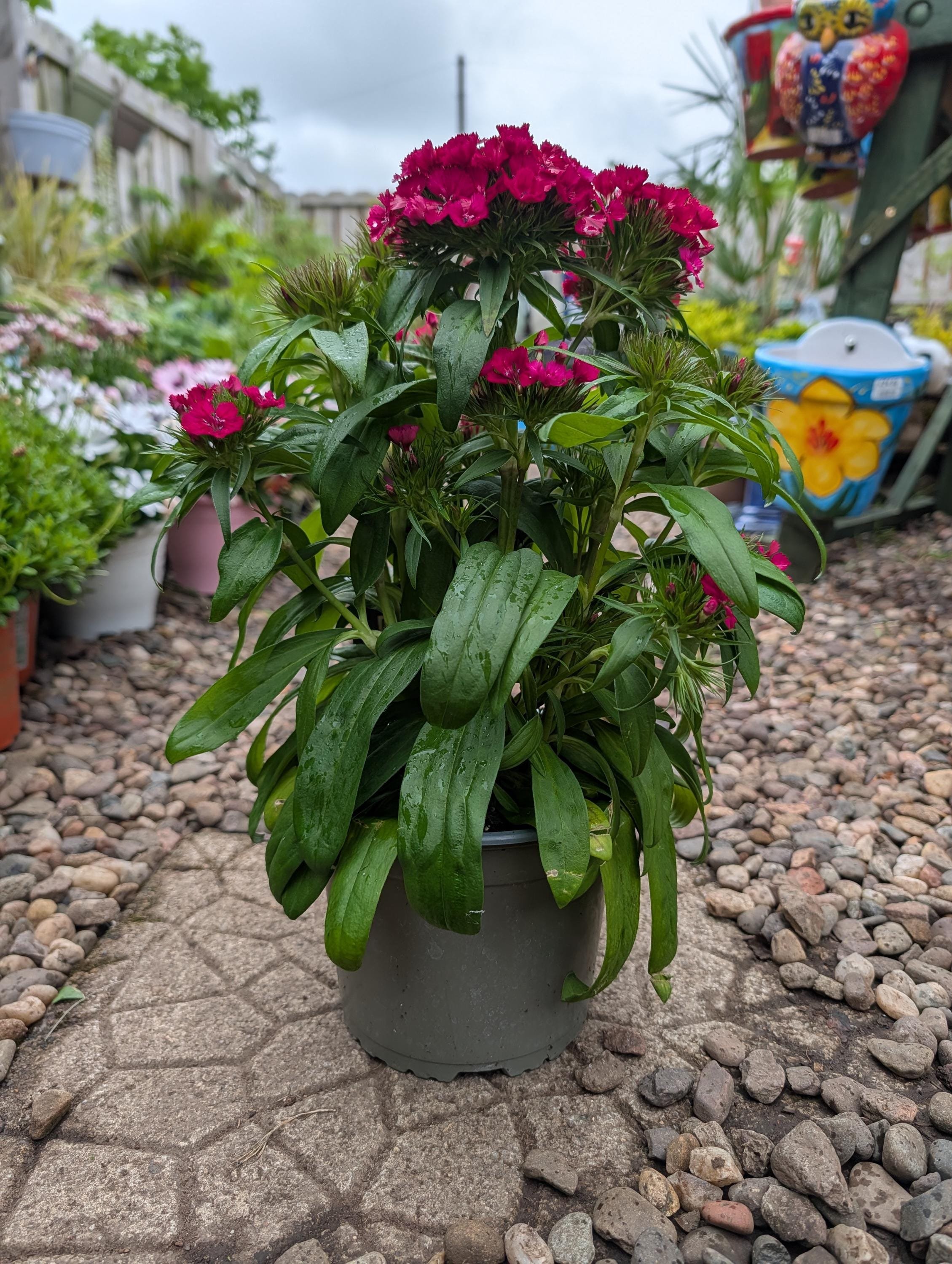 Sweet_William_Plant -7.jpg