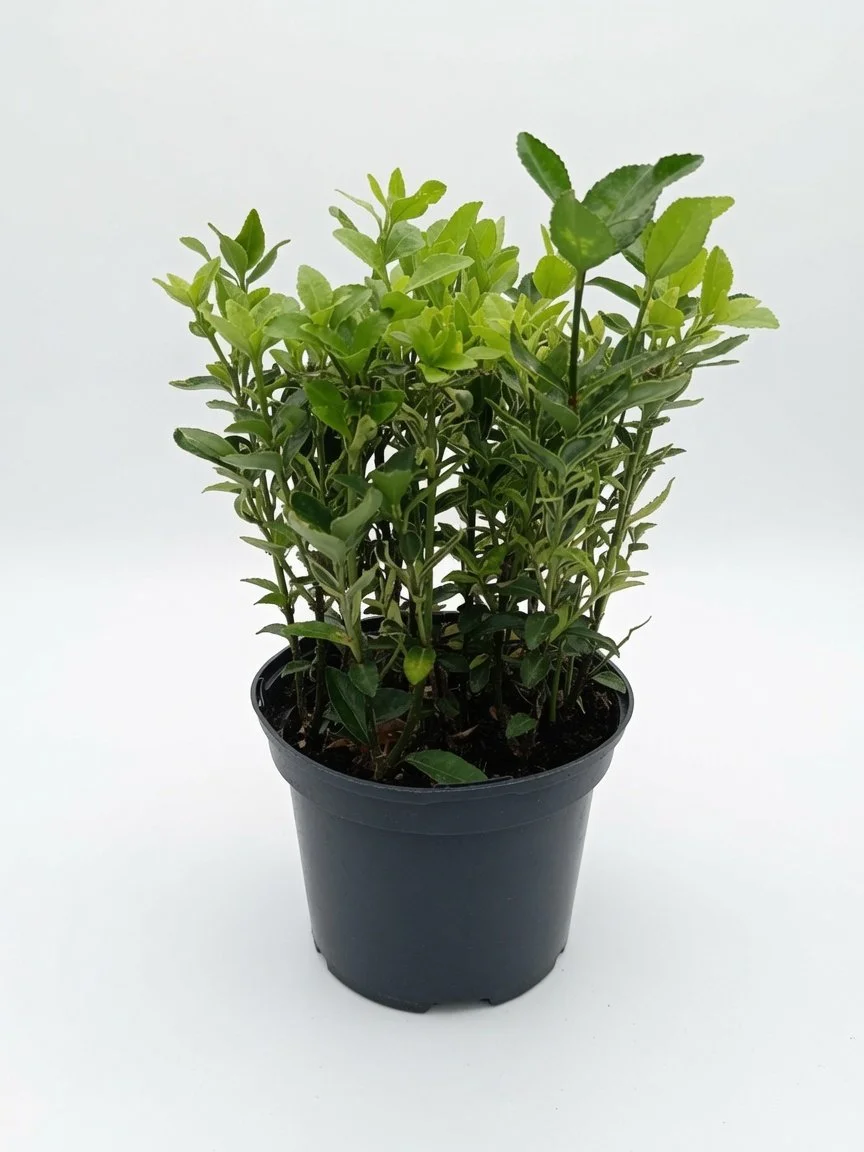 Euonymus_Japonicus-2(1).jpg