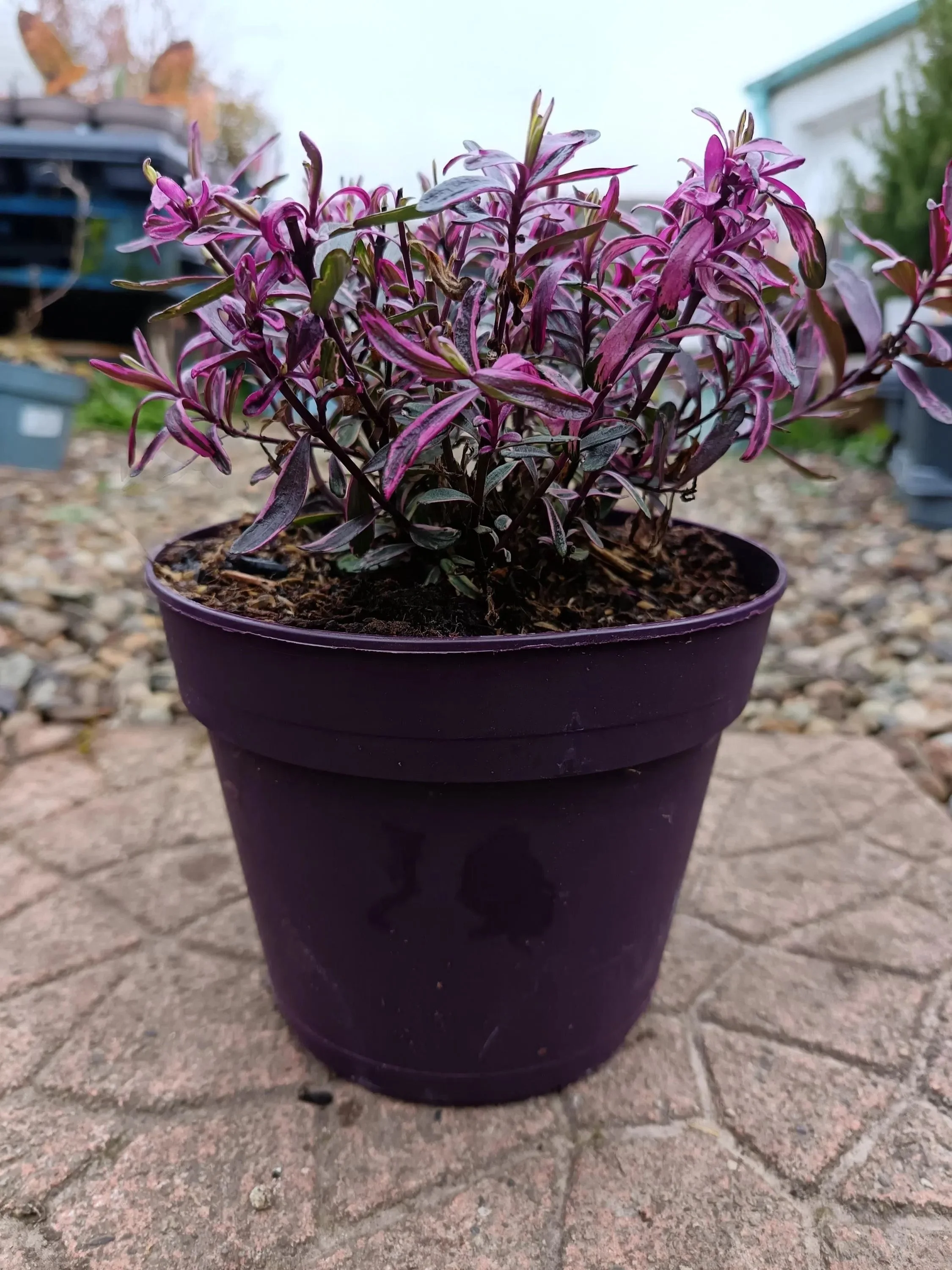 Hebe_Plant-10.jpg