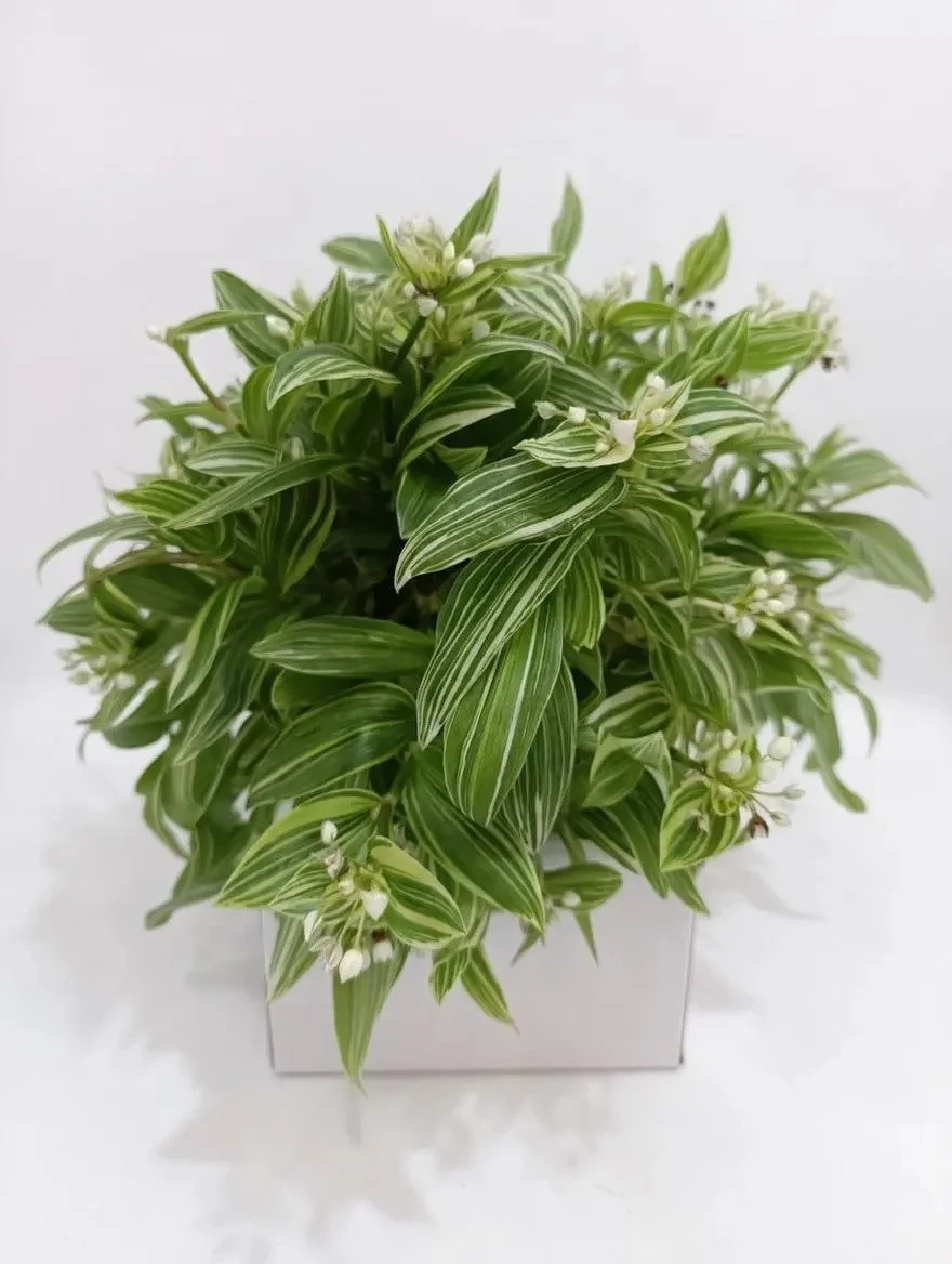Tradescantia_Flumeninsis-2.jpg