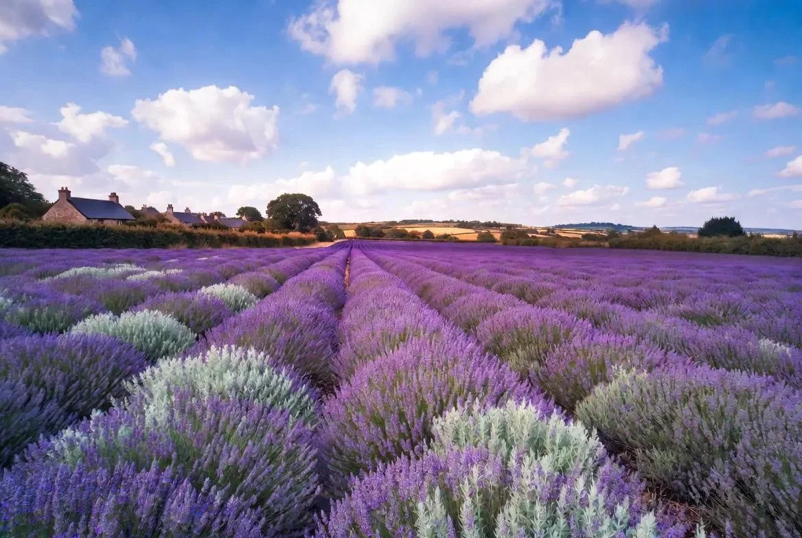 Sweet_Lavender-5.jpg
