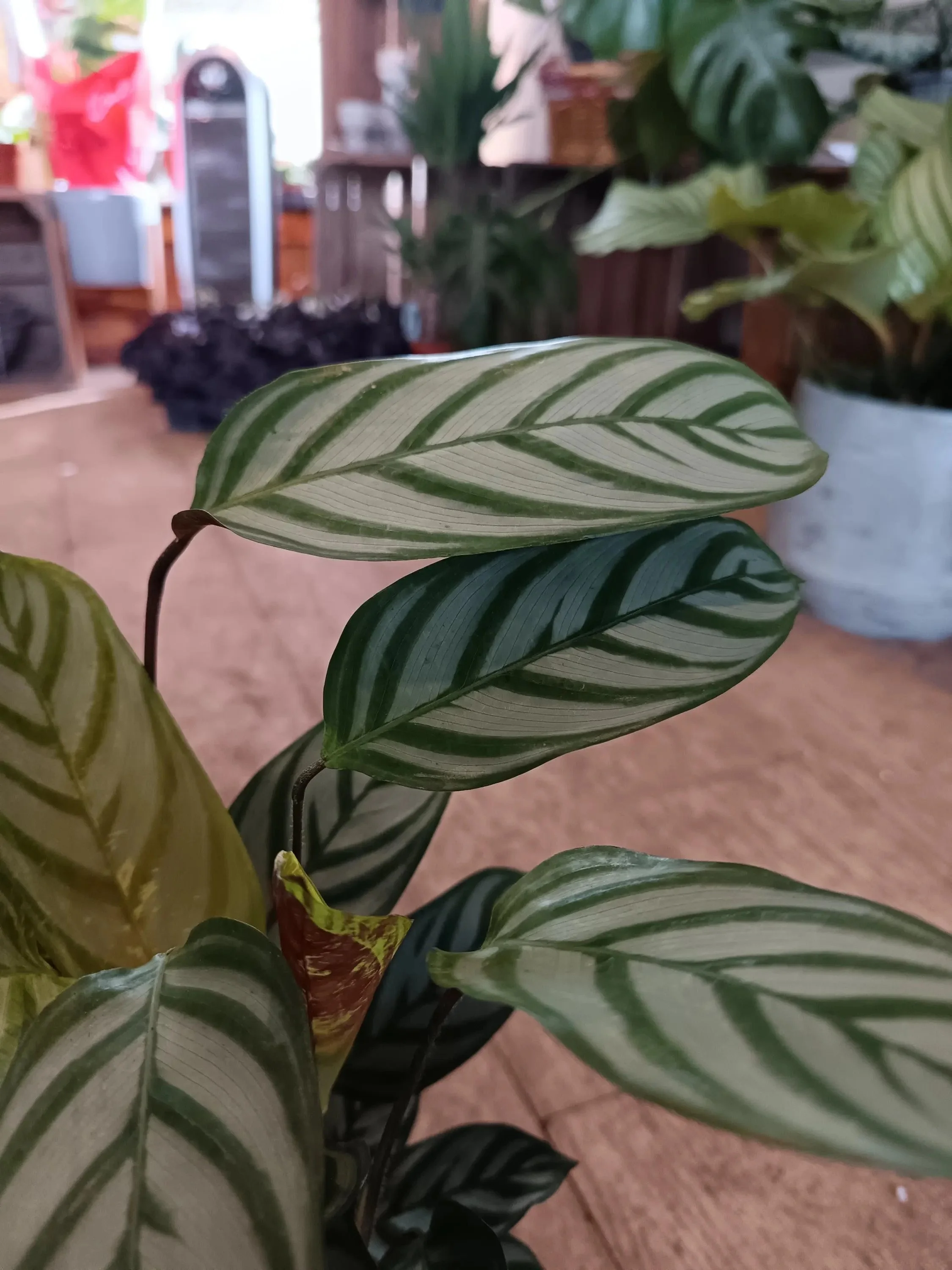 Calathea_Compact_Star-3.jpg