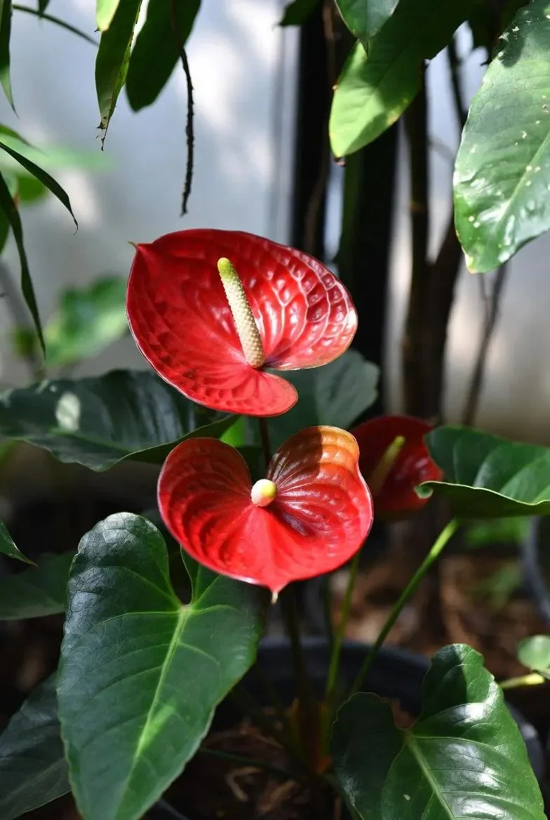 Anthurium_Houseplant-Red-1.jpg