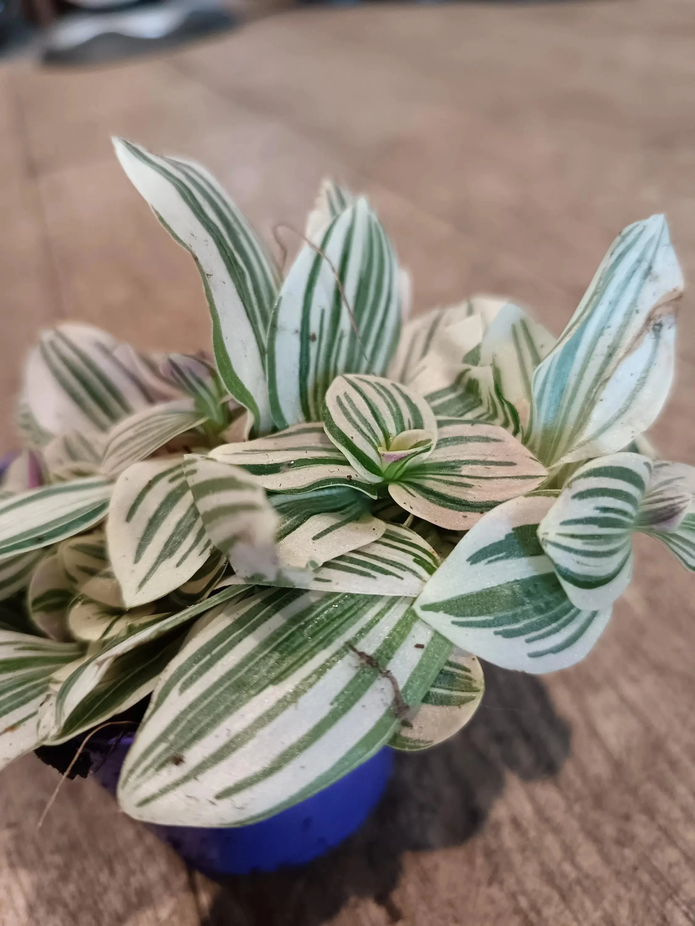 Tradescantia_Nanouk_Plant-3.jpg