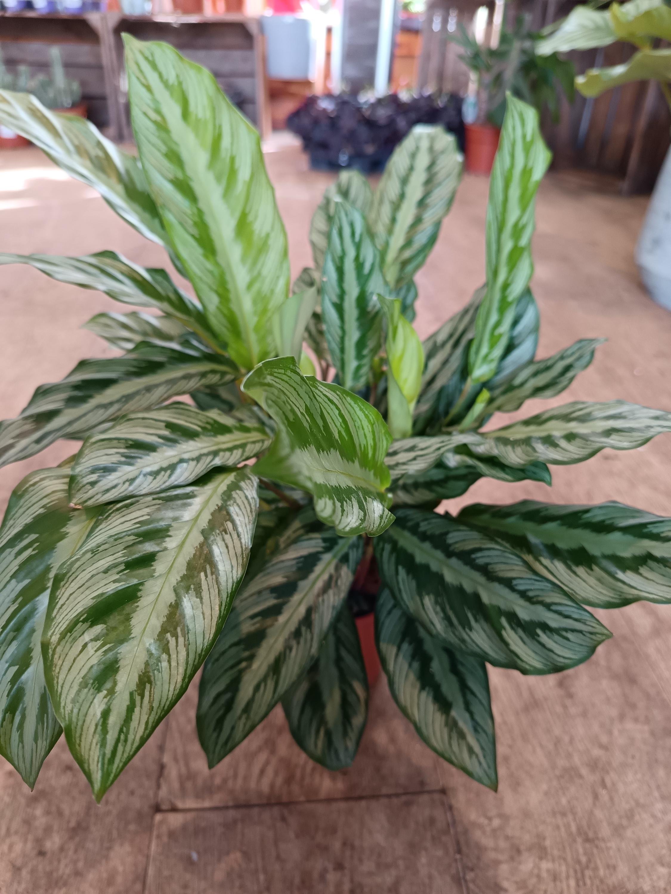 Calathea_Vittata-4.jpg