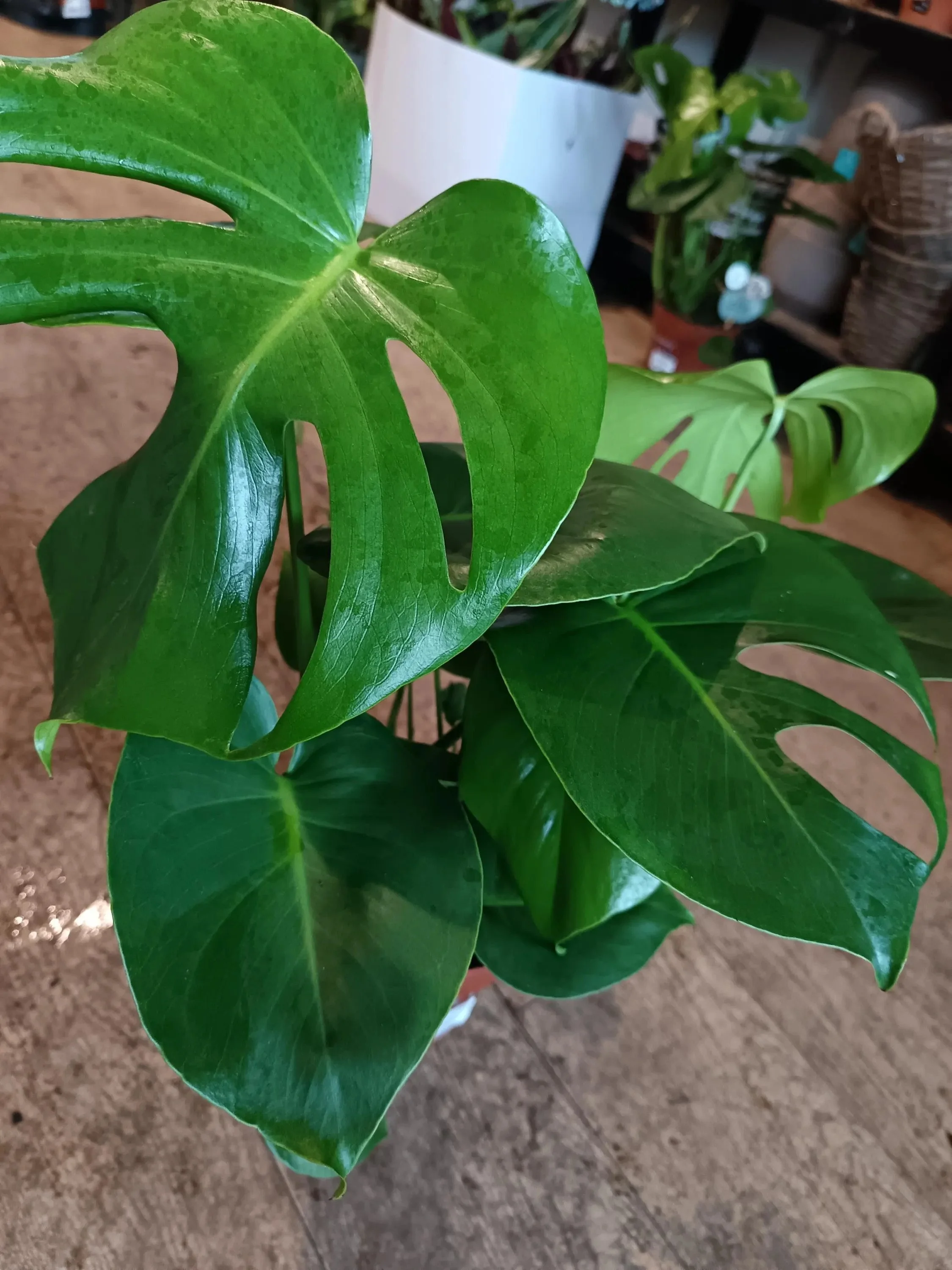 Monstera_Deliciosa-1.jpg