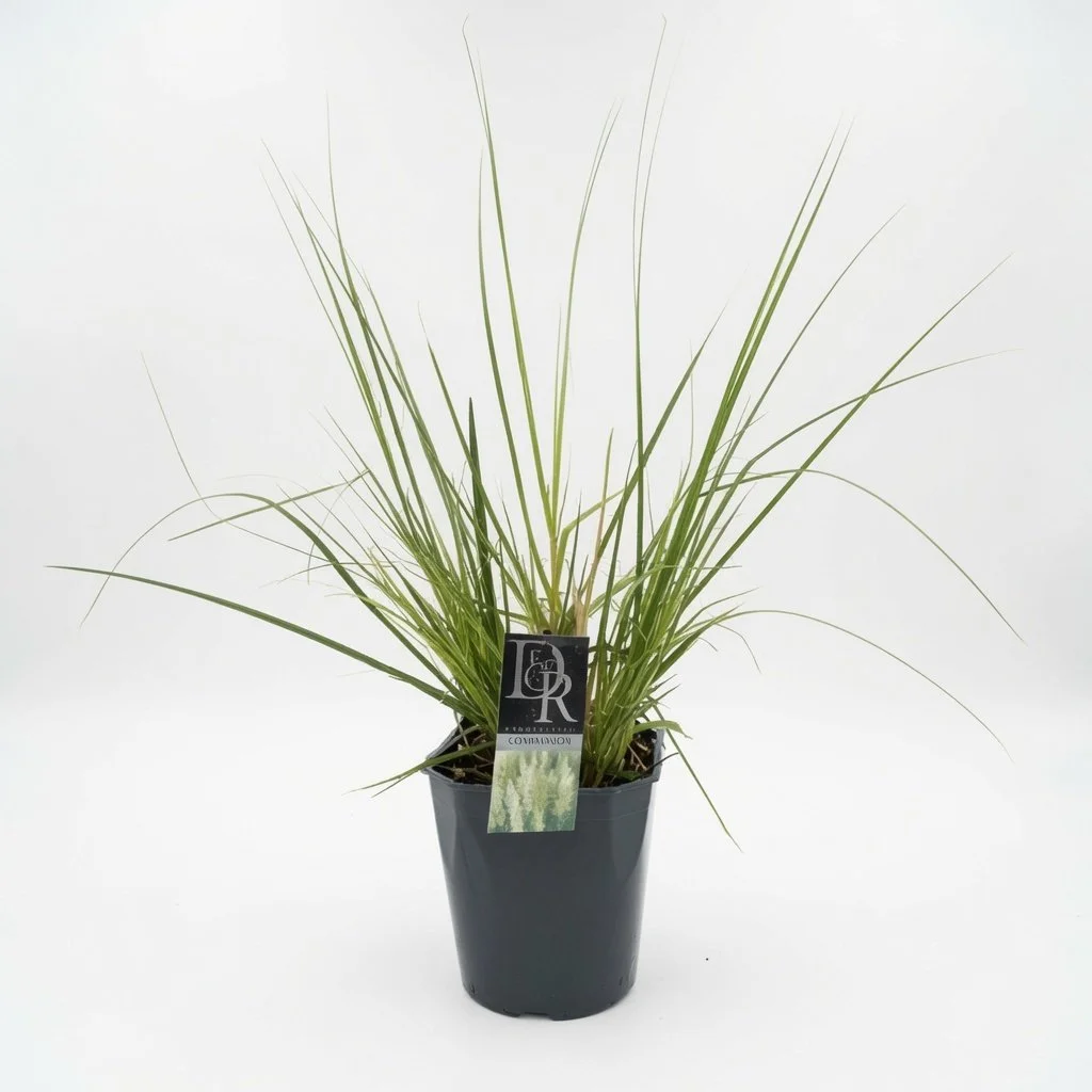 XL_Pampas_Grass_in_5L_Pot(3).jpg