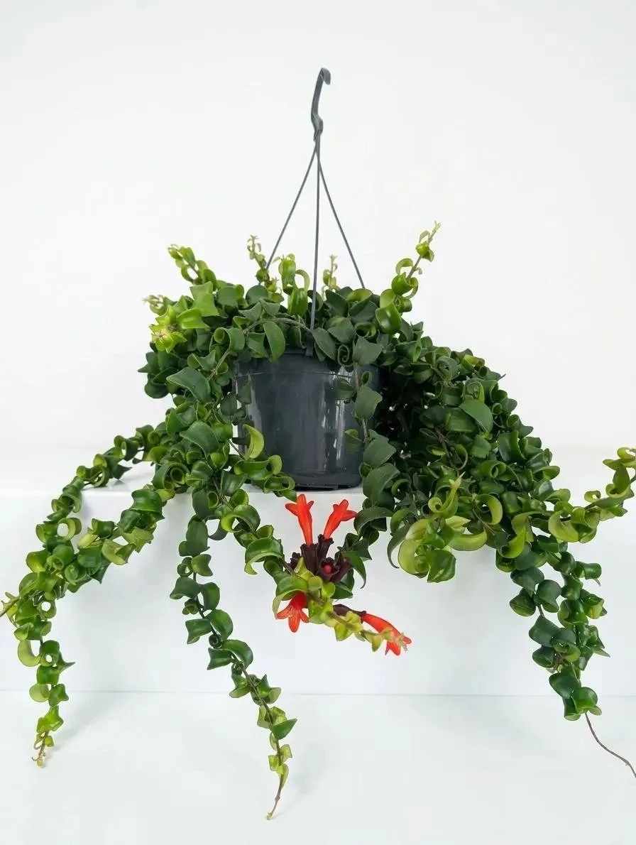 Aeschynanthus_Lipstick_Plant-1.jpg
