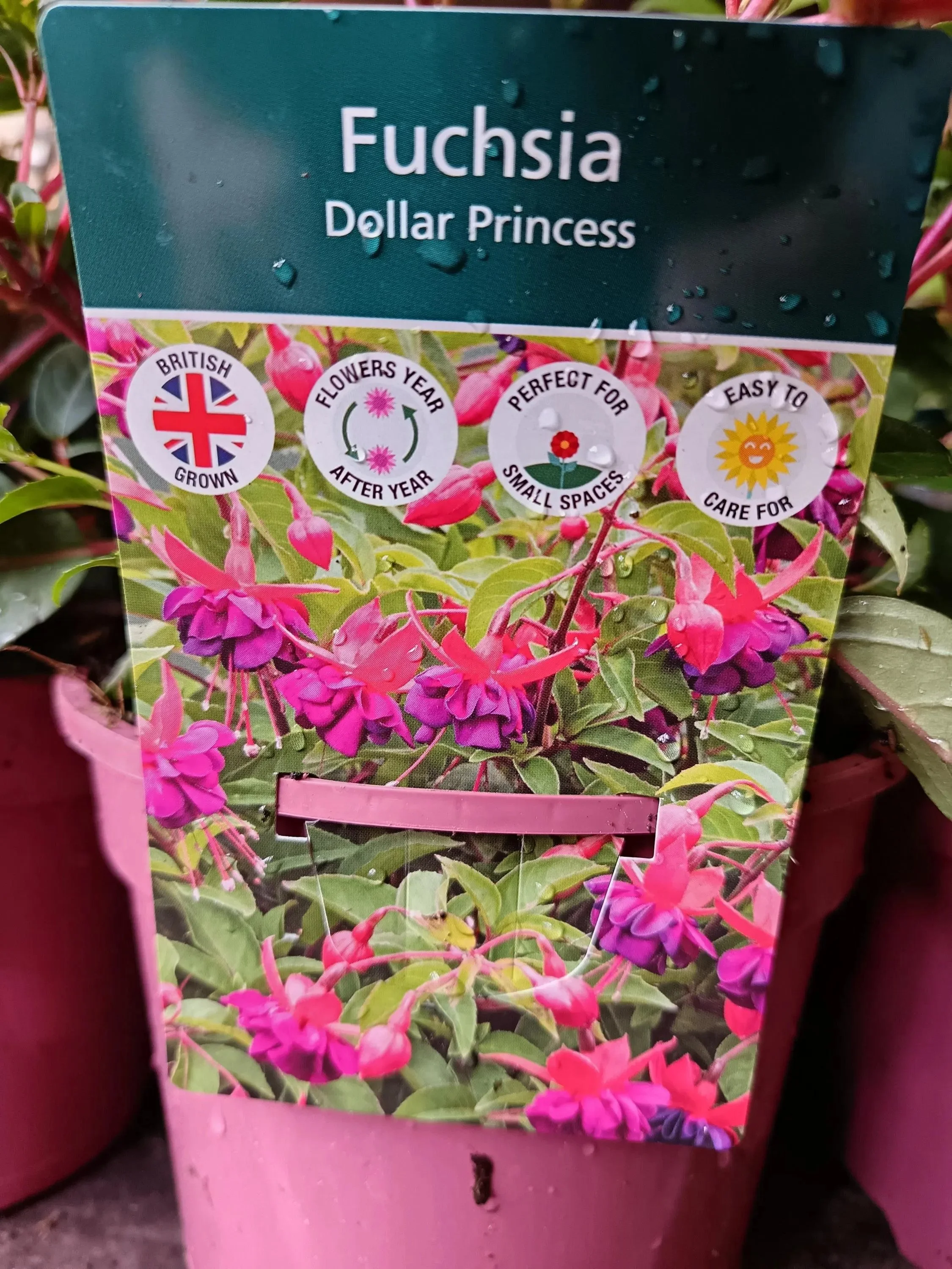 Pink_Purple_Fuchsia_Plants-5.jpg