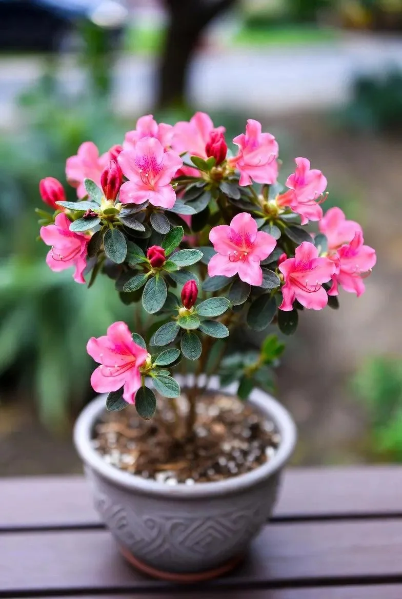 Azalea_Mollis_Deciduous-11.jpg