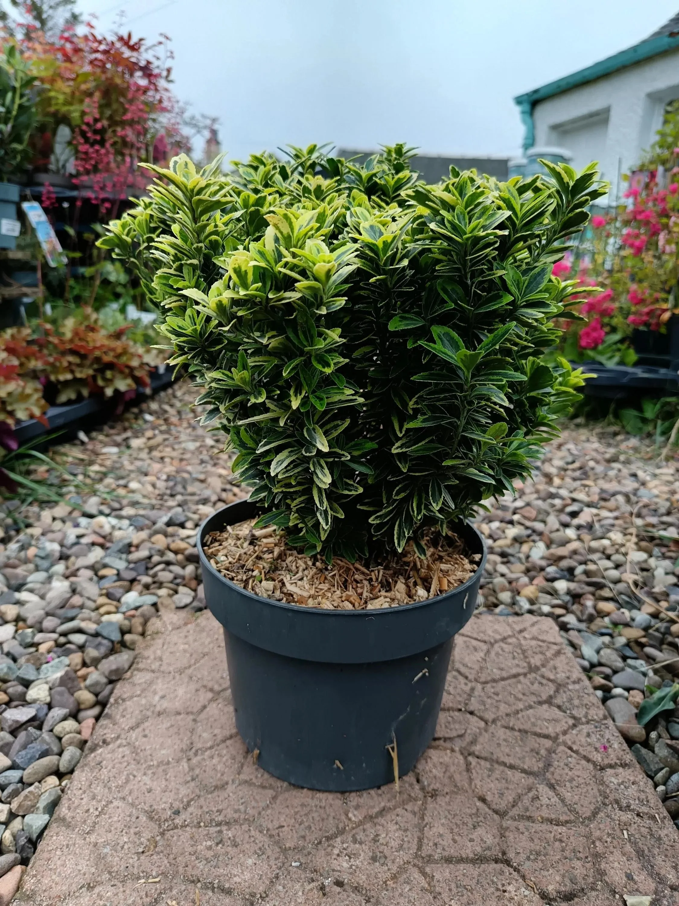 Euonymus_5L-GOLD.jpg