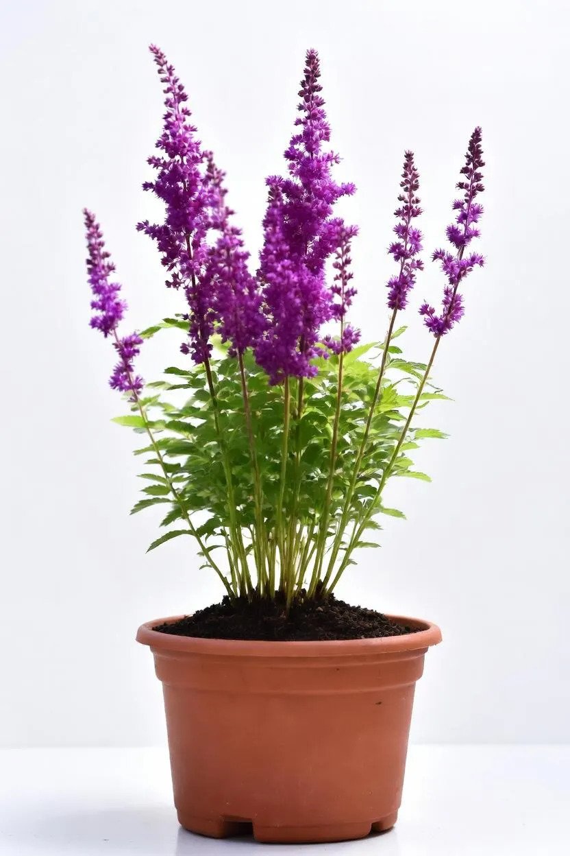 Astilbe_Plants-Purple-3.jpg