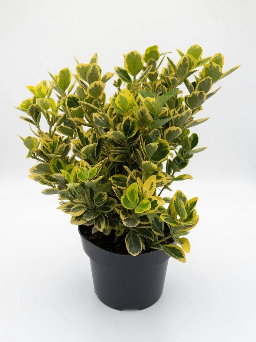Euonymus_5L-Eounumys(1).jpg