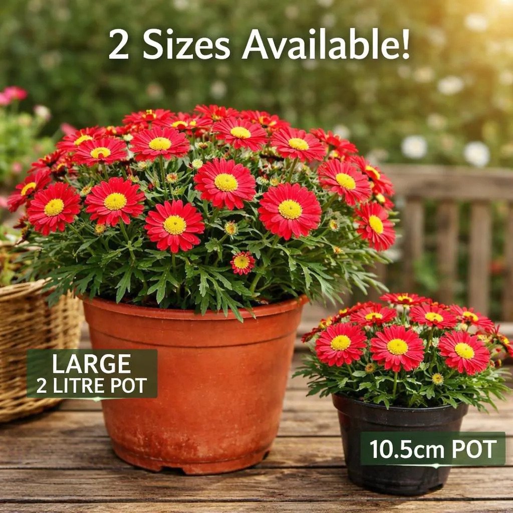 Red Marguerite Daisy Plant - 10.5cm or 2L Pot Options