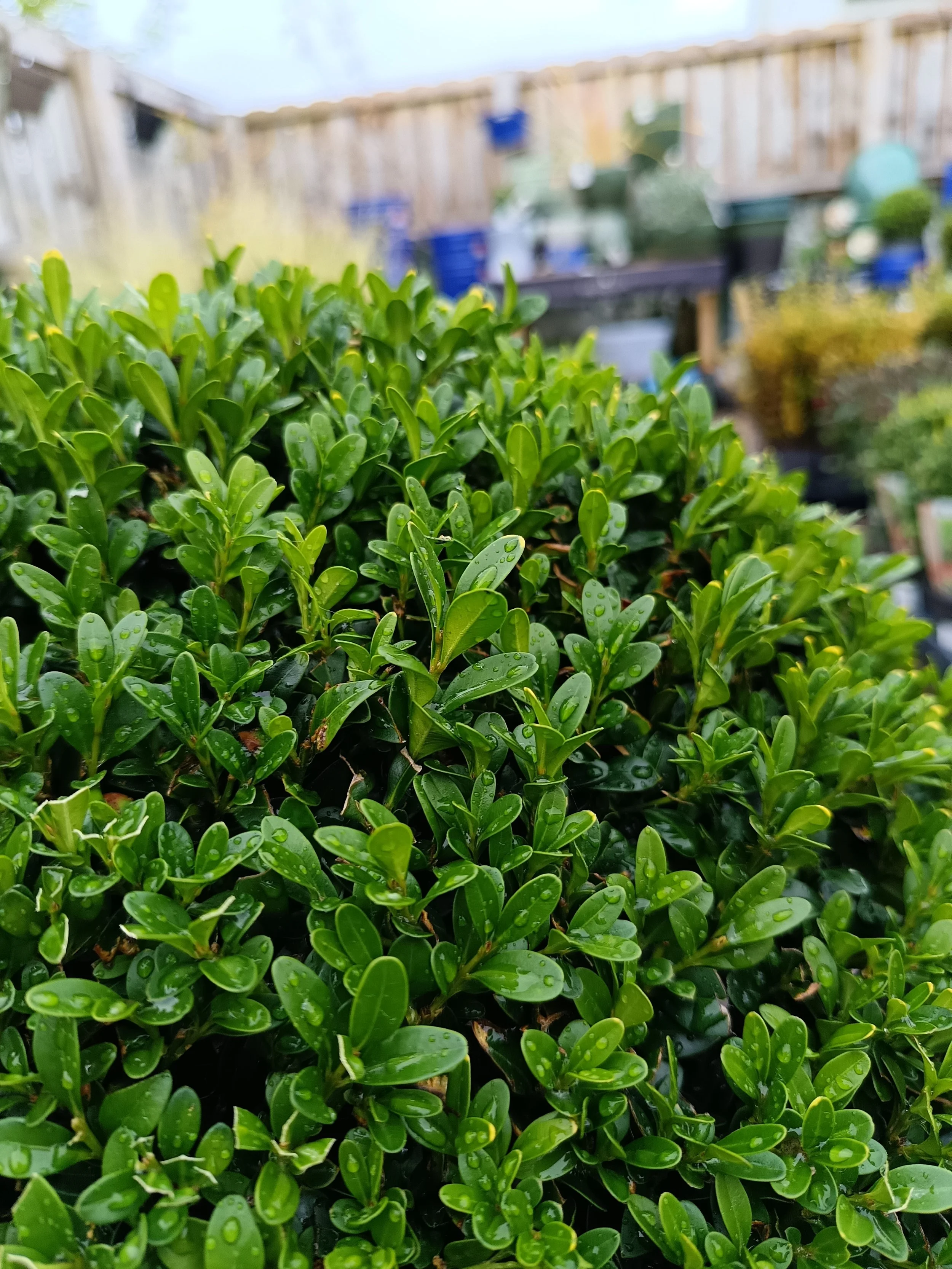 Buxus Sempervirens | Box Hedge | 2 L, 5 L & 10 L Pot