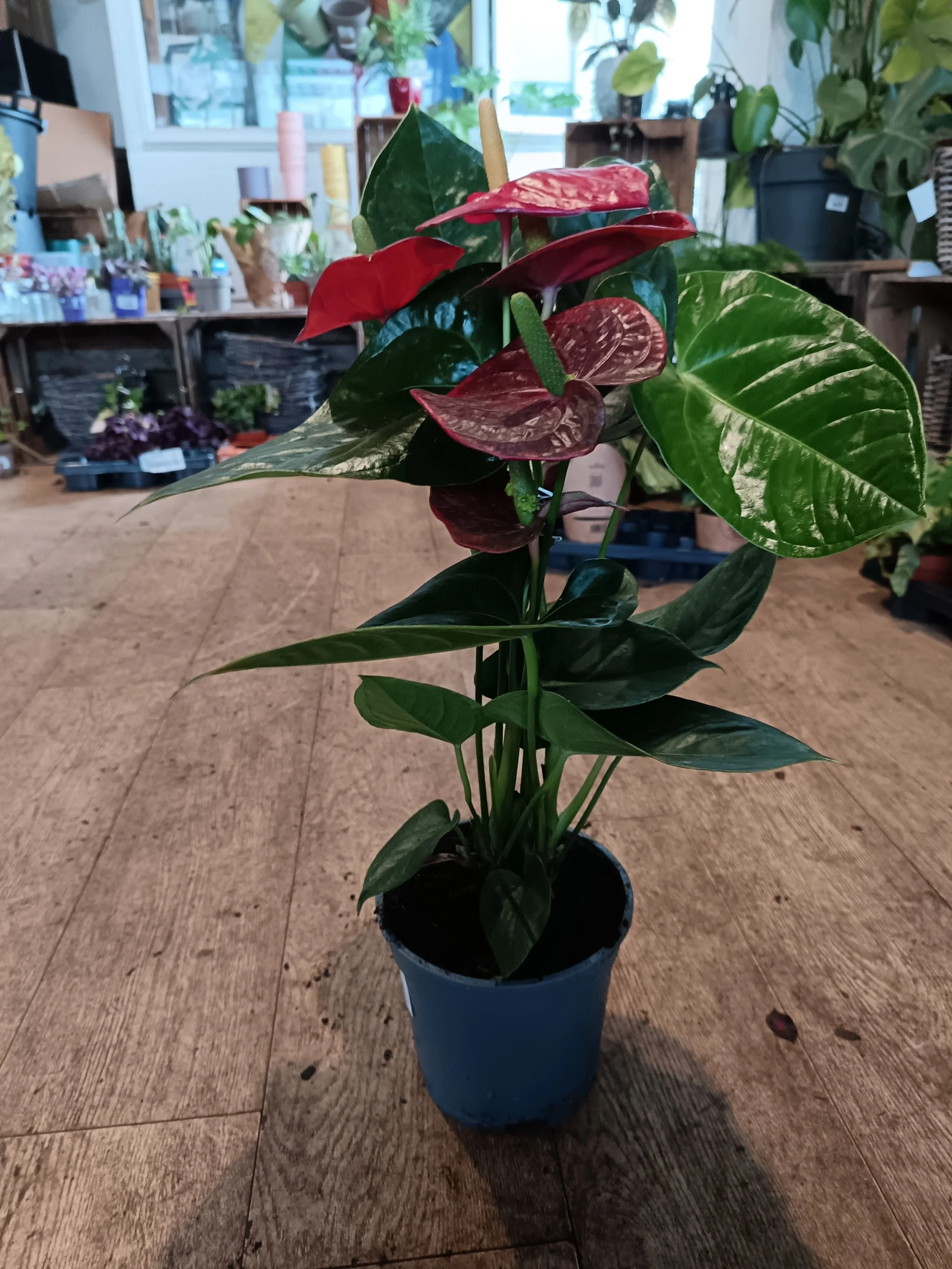 Anthurium Flowering Houseplant