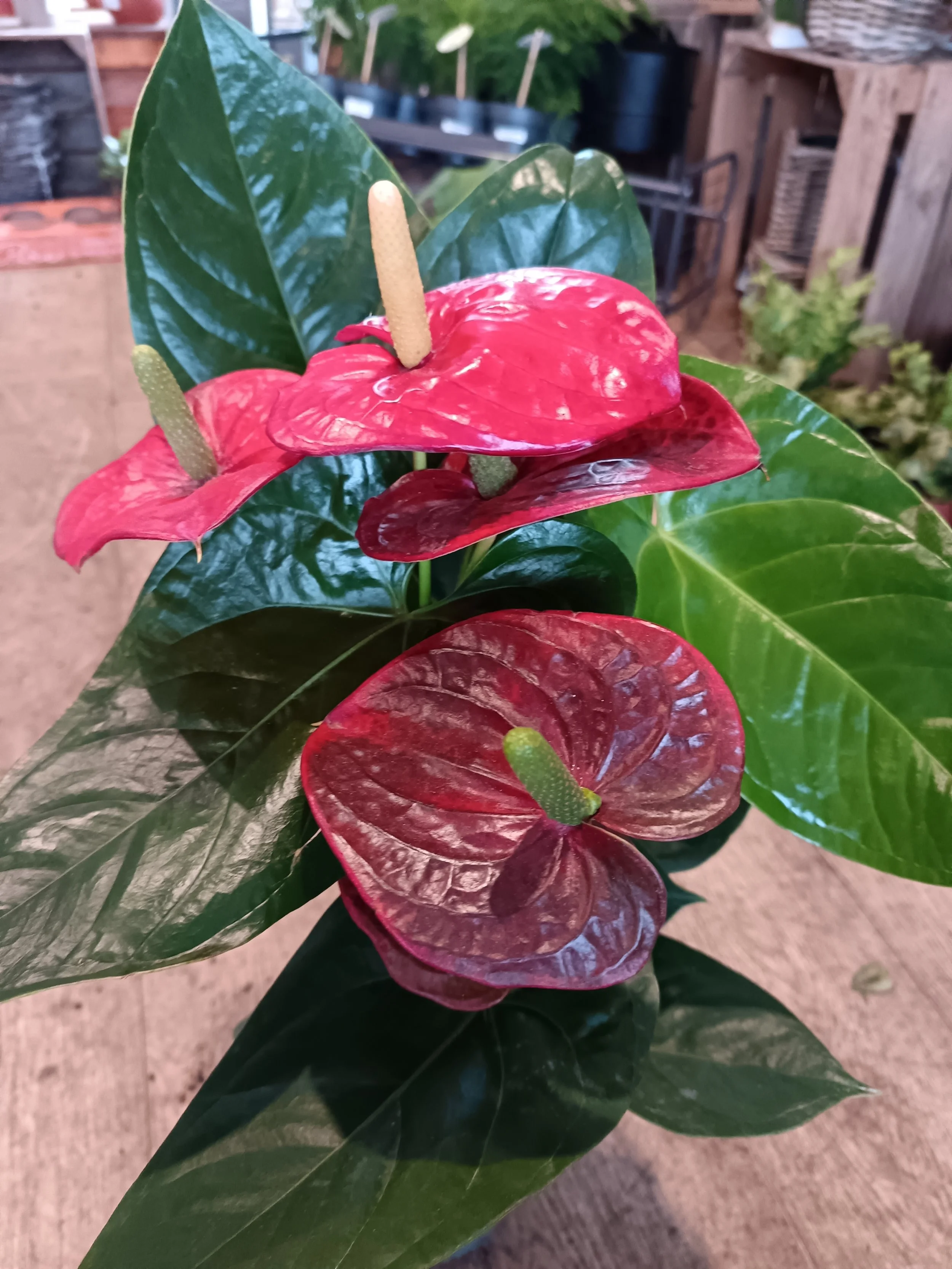 Anthurium Flowering Houseplant