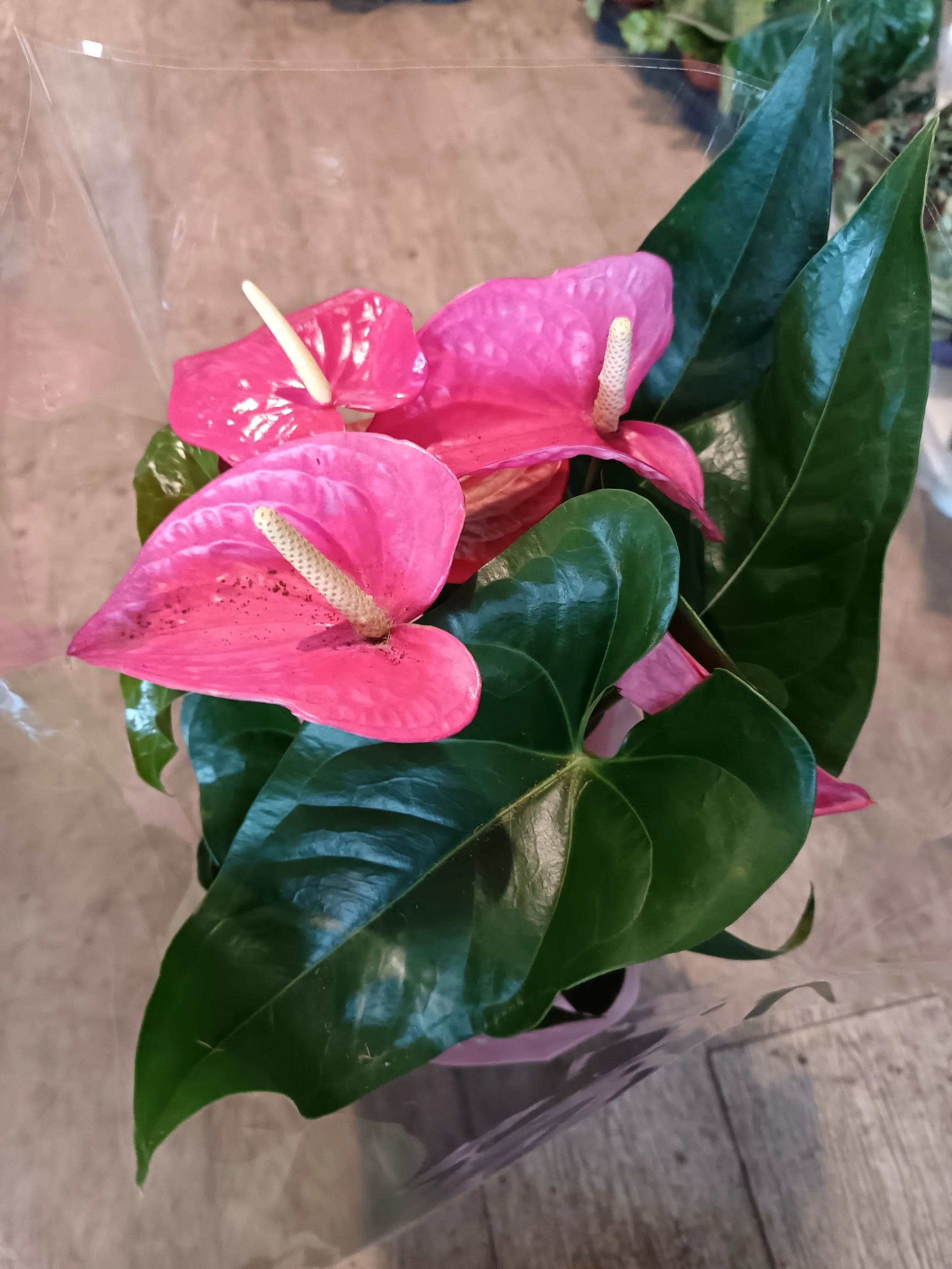 Anthurium Flowering Houseplant