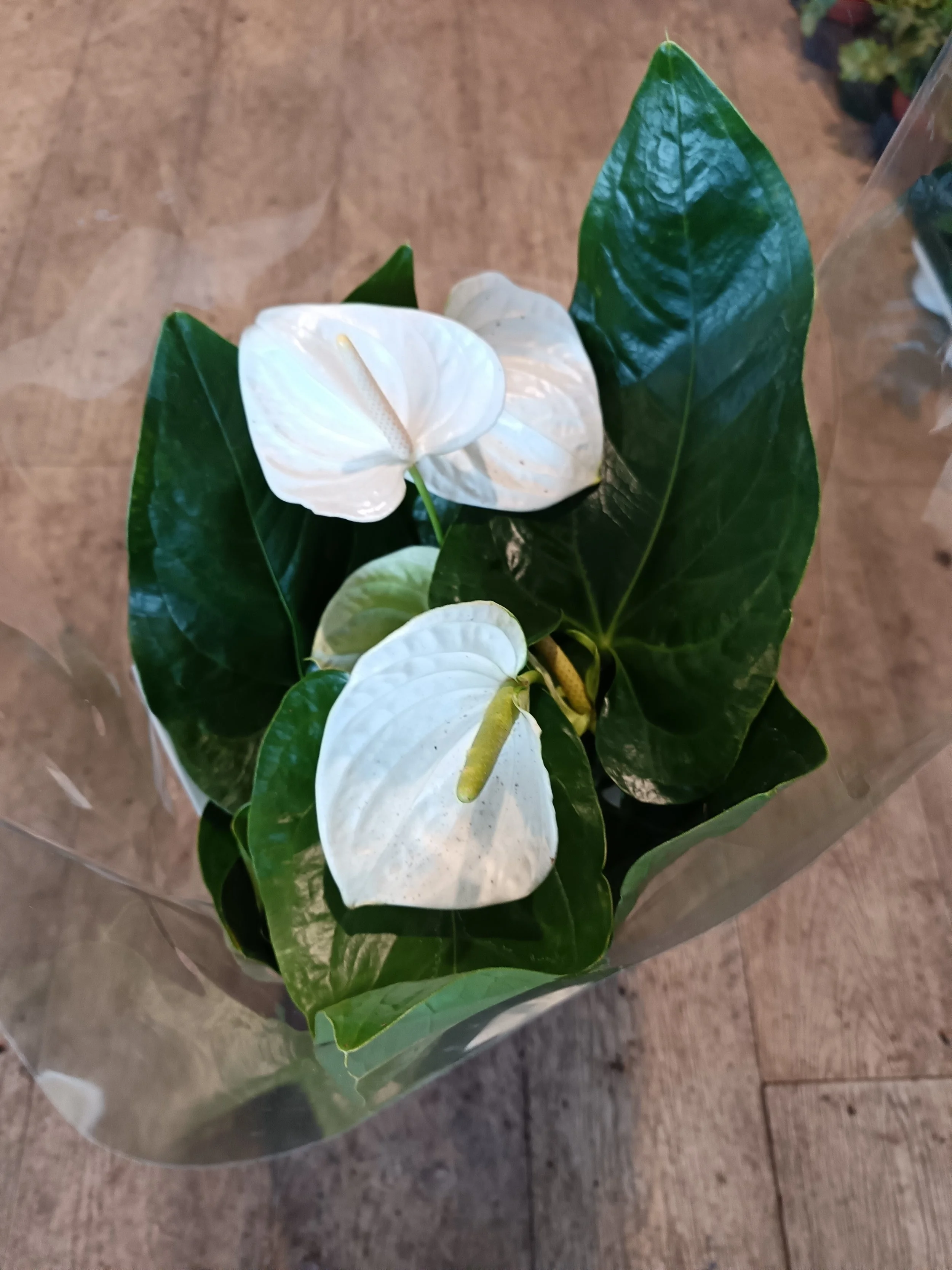 Anthurium Flowering Houseplant