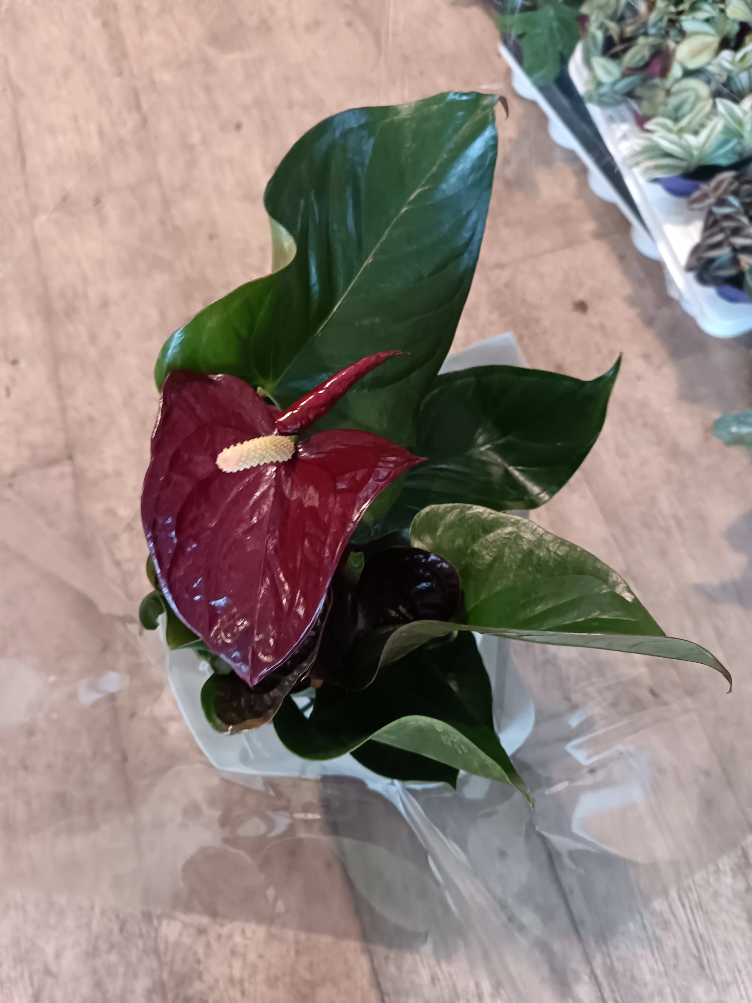 Anthurium Flowering Houseplant