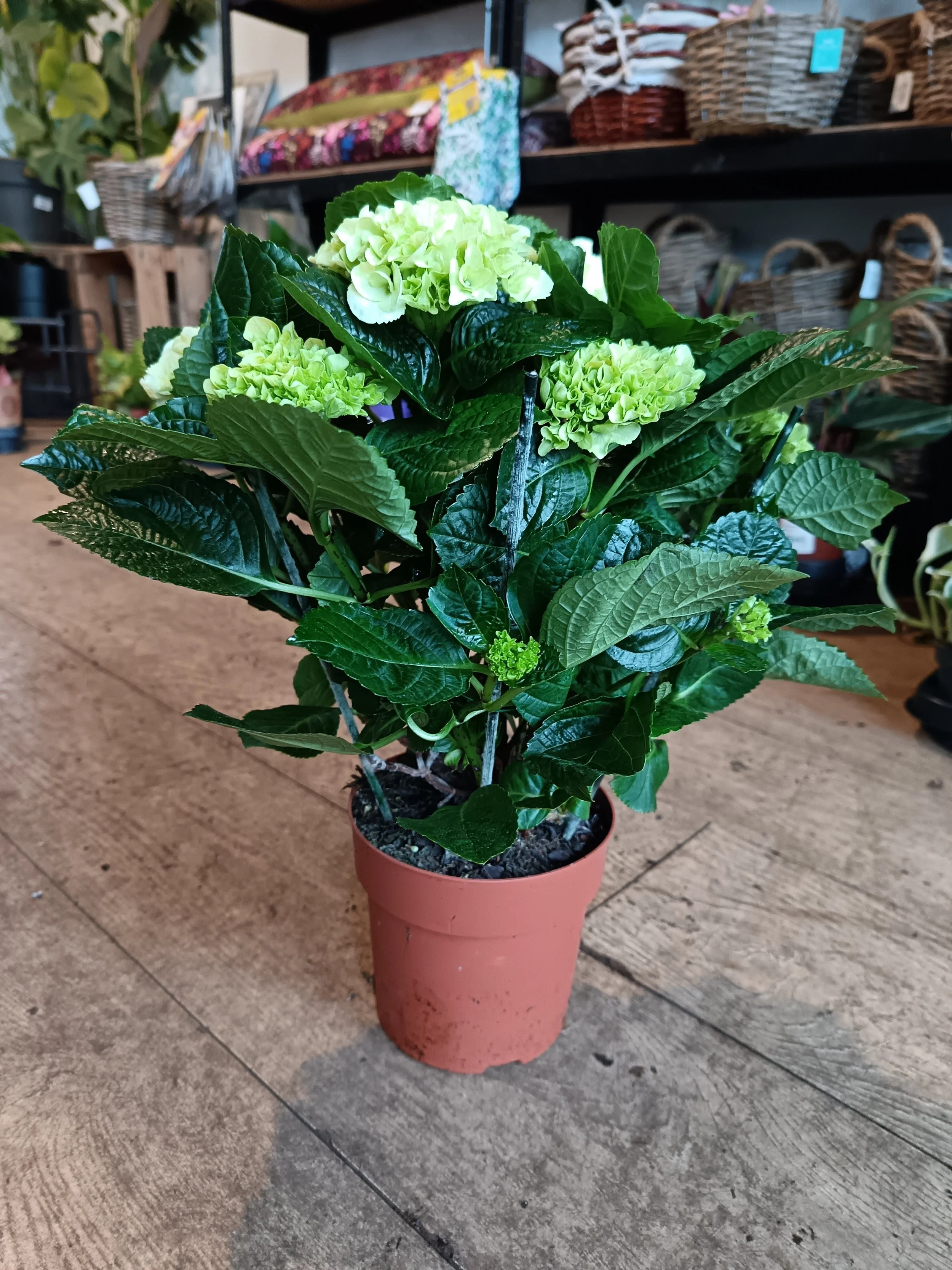 Hydrangea Flowering Shrub