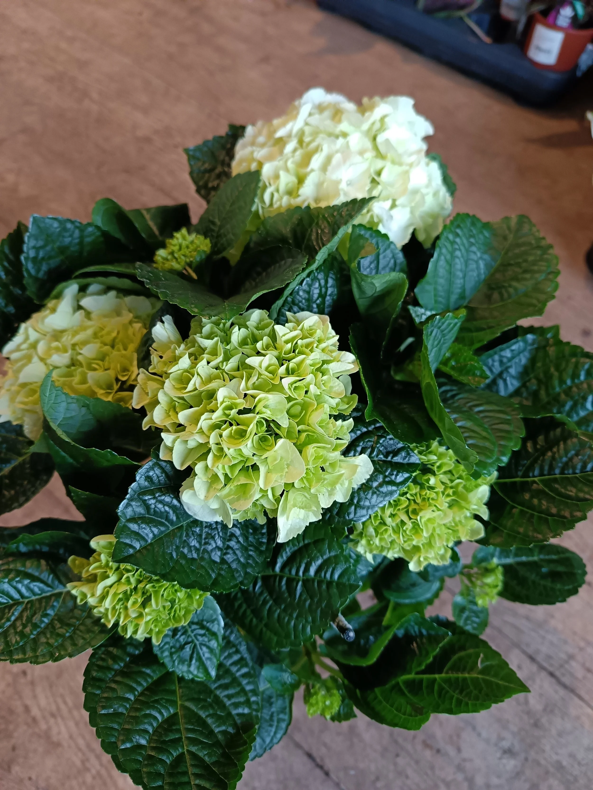 Hydrangea Flowering Shrub
