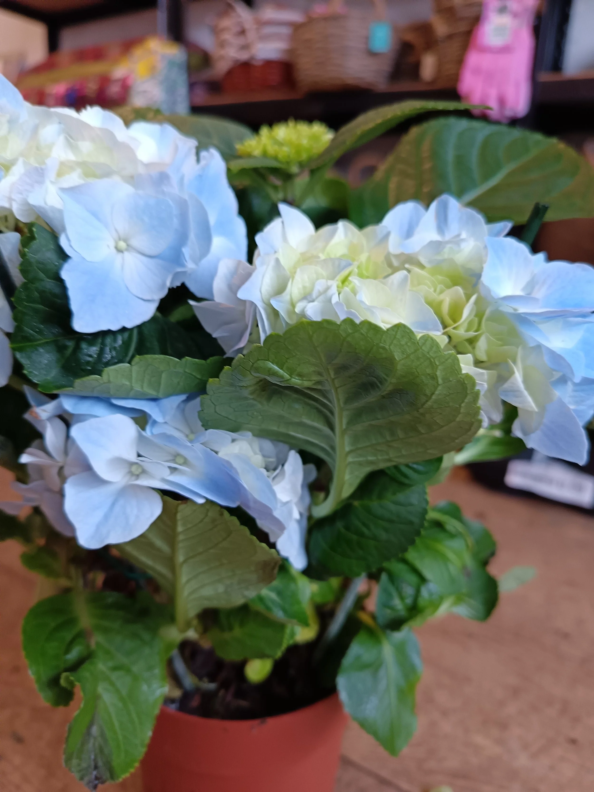 Hydrangea Flowering Shrub