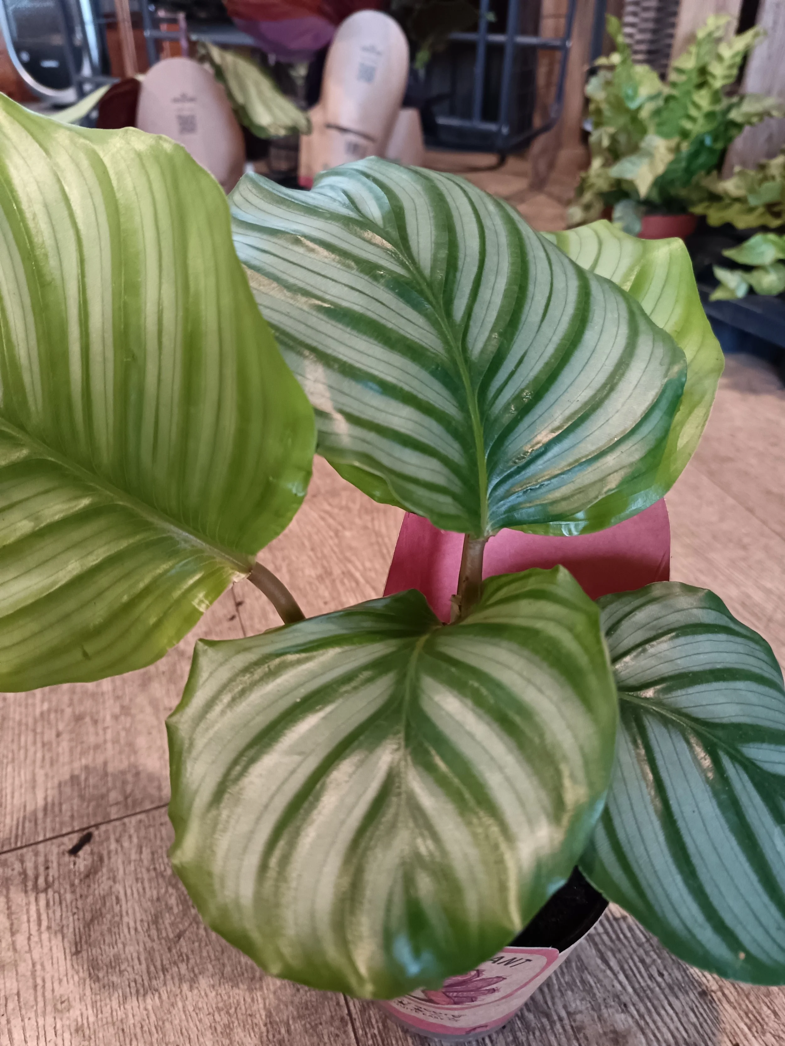 Calathea Orbifolia