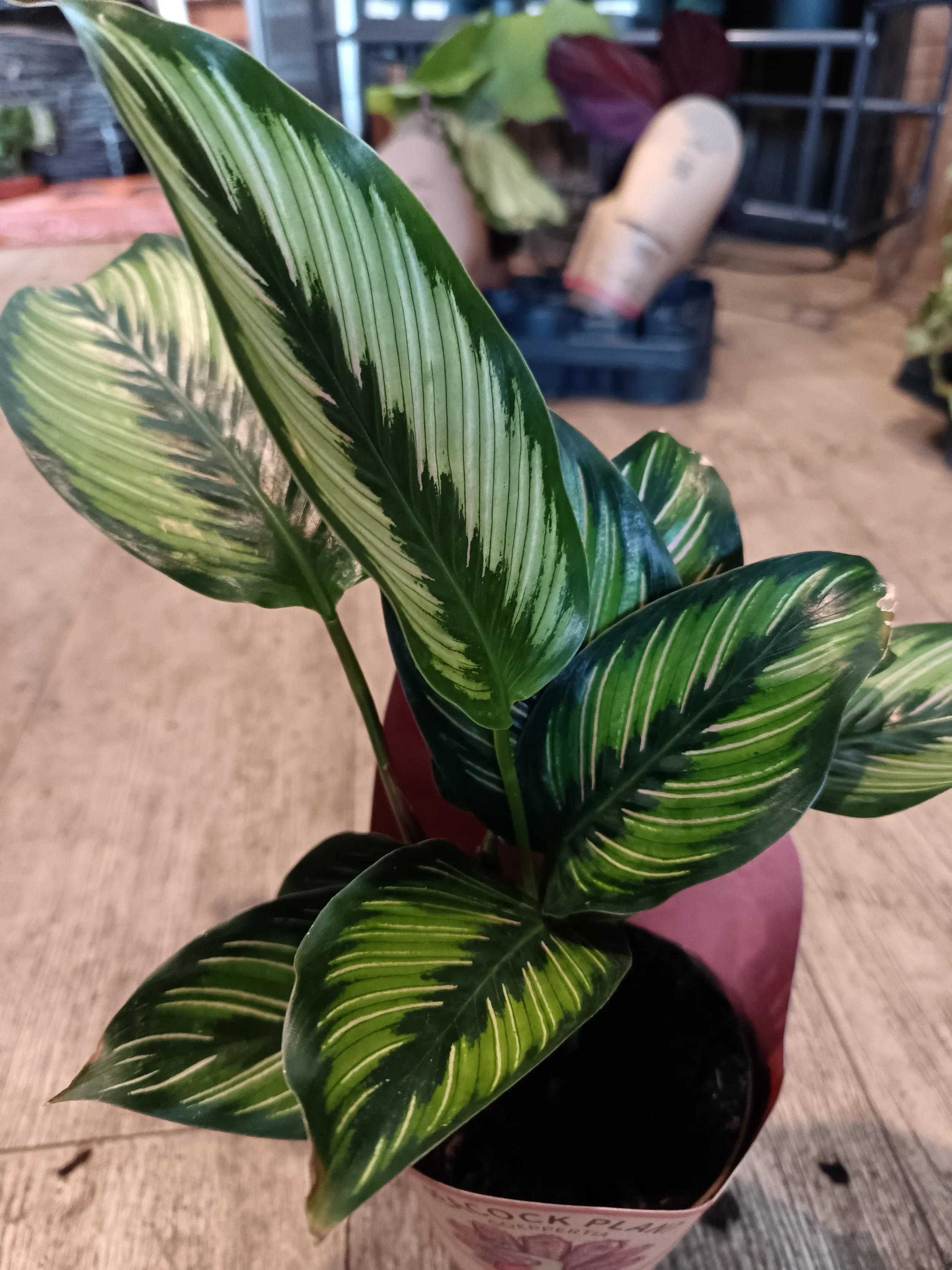 Pin Strip Calathea