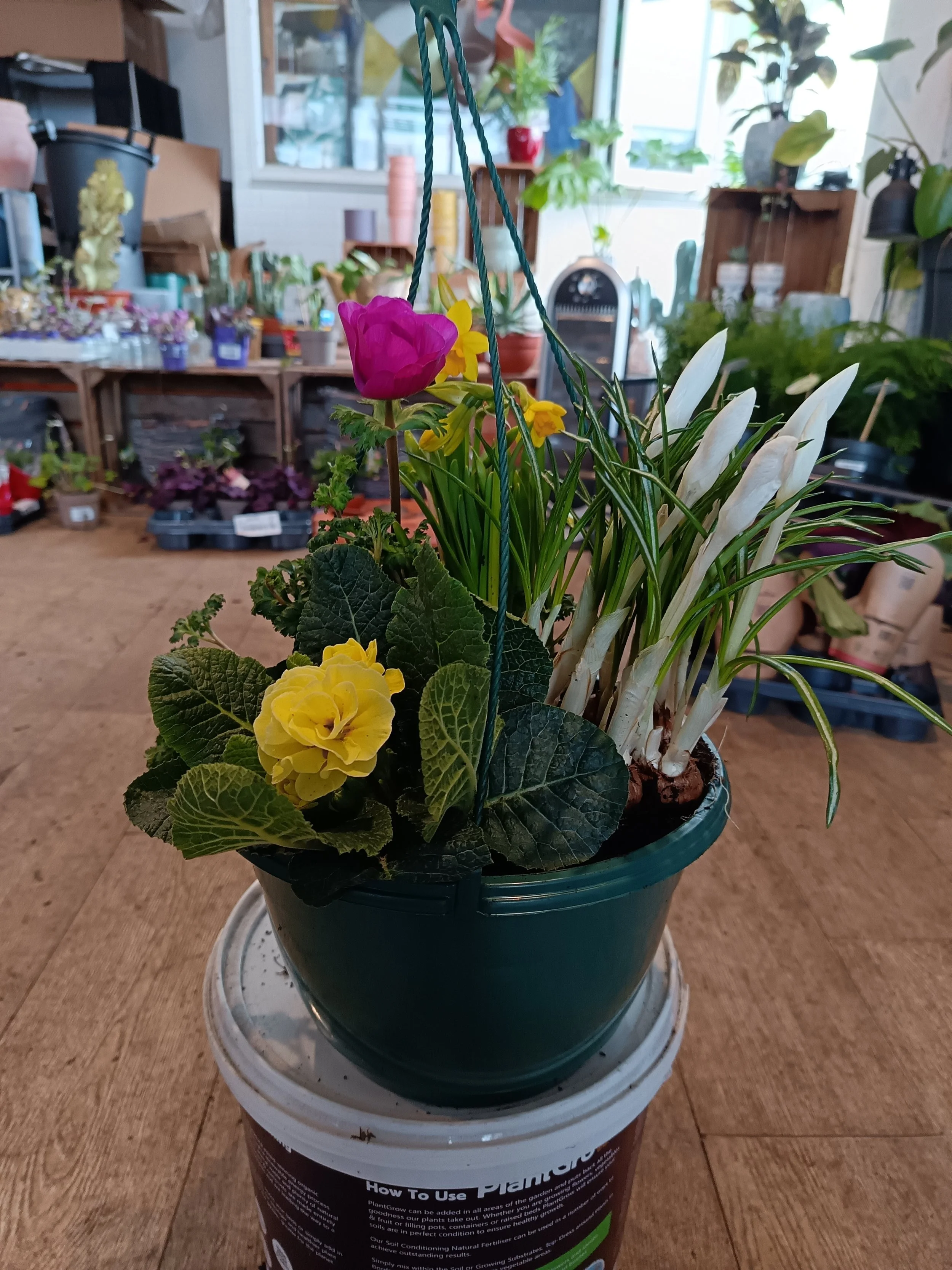 Spring Hanging Basket