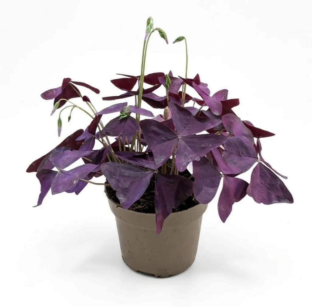 Oxalis Triangularis