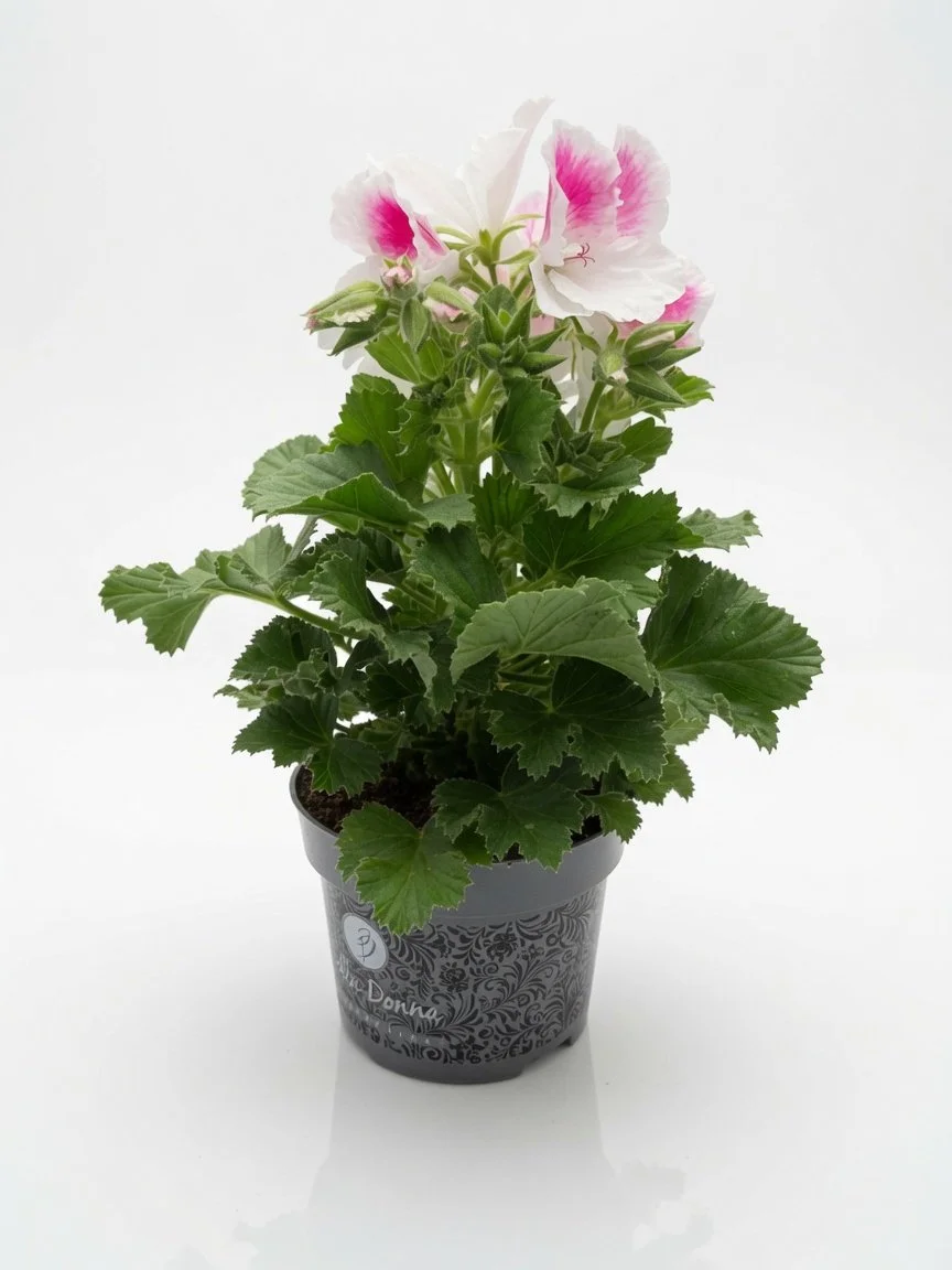Pelargonium_Plant-1-1.jpg