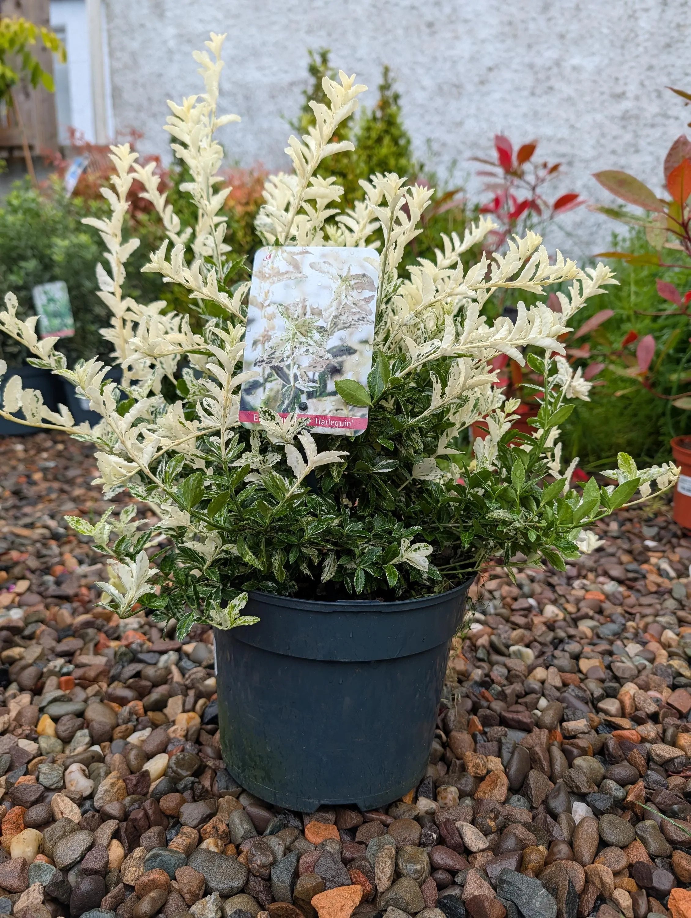 Live Euonymus Evergreen Shrub (5L Pot) - Choice of Varieties