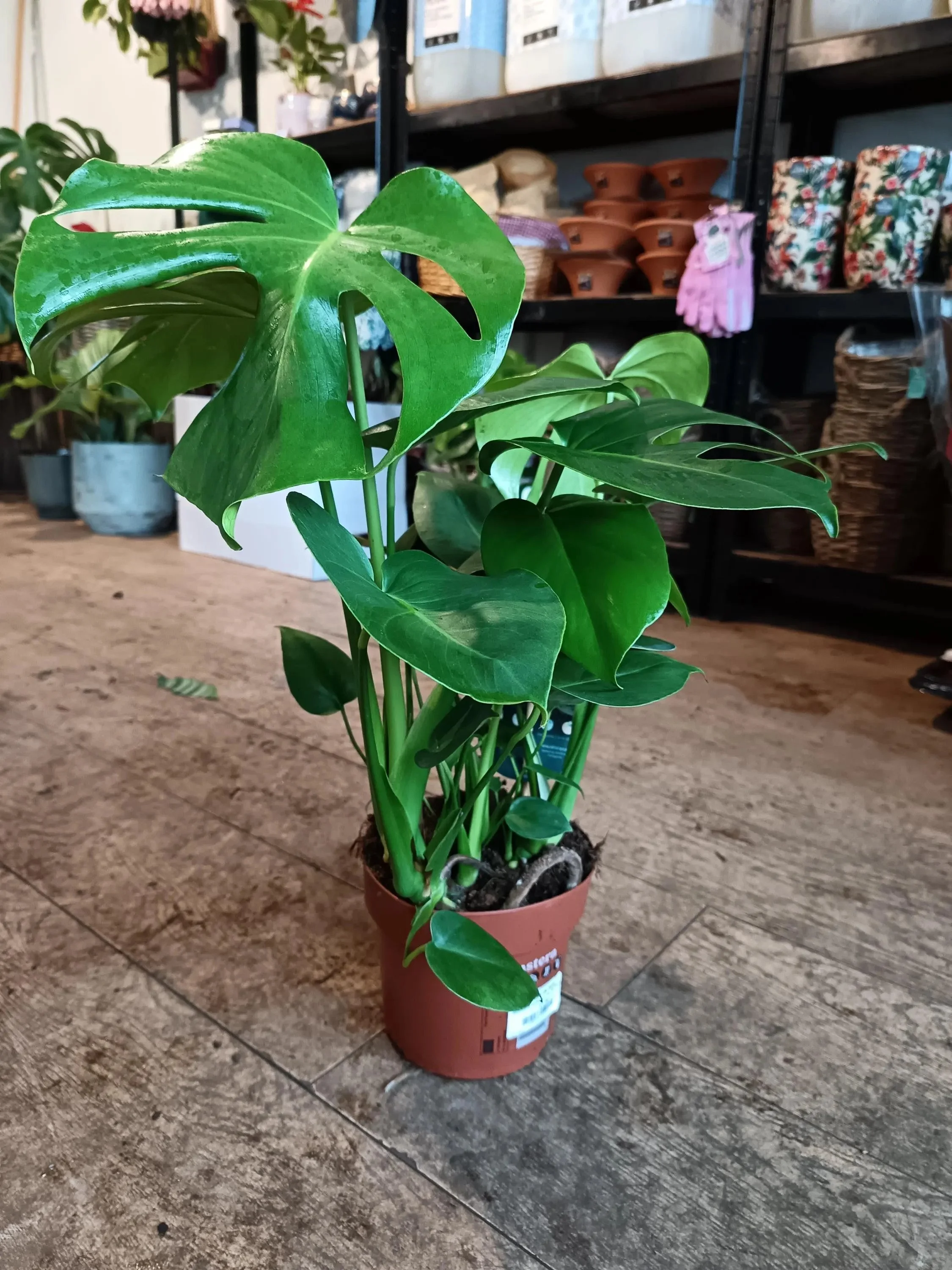 Monstera_Deliciosa-2.jpg