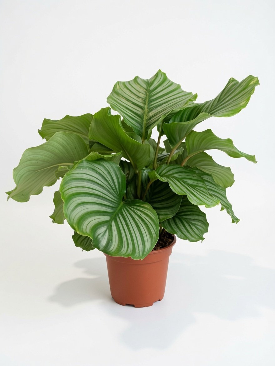 Calathea_Orbifolia-1.jpg